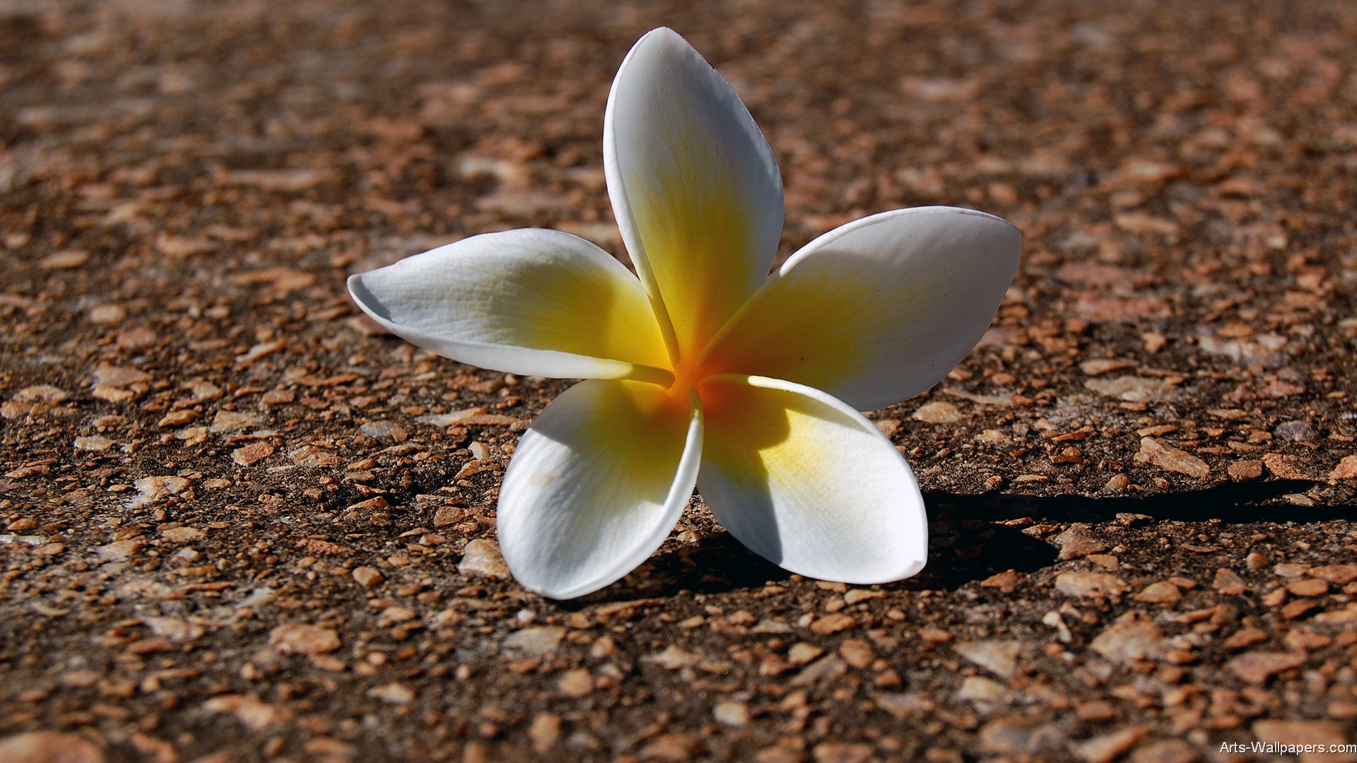 Plumeria Wallpaper - Fallen Flower - HD Wallpaper 