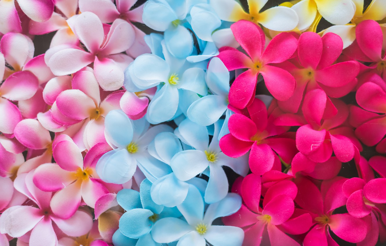 Photo Wallpaper Flowers, Colorful, Pink, Flowers, Plumeria, - Colorful Frangipani - HD Wallpaper 