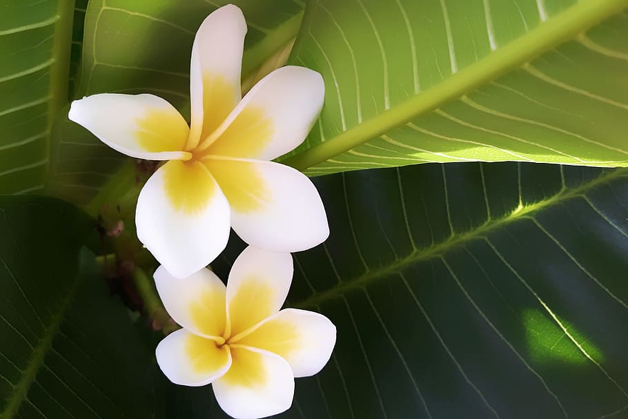 Tropical, Exotic, Botanical, Frangipani, Plumeria, - Frangipani - HD Wallpaper 