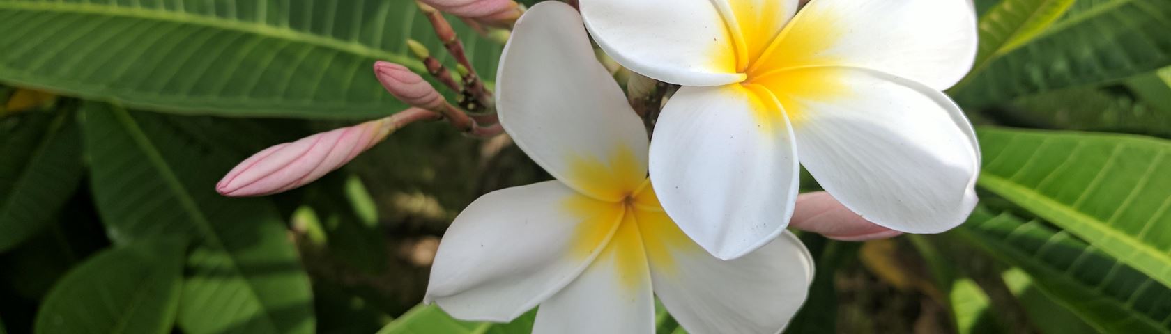 Frangipani - HD Wallpaper 