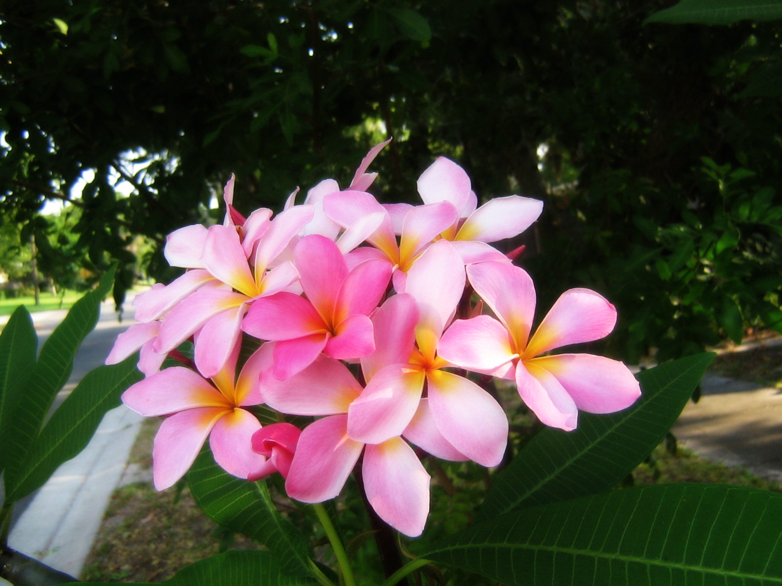 Bunch Of Pin Plumeria Flower - Spanish Feliz Dia De San Valentin - HD Wallpaper 