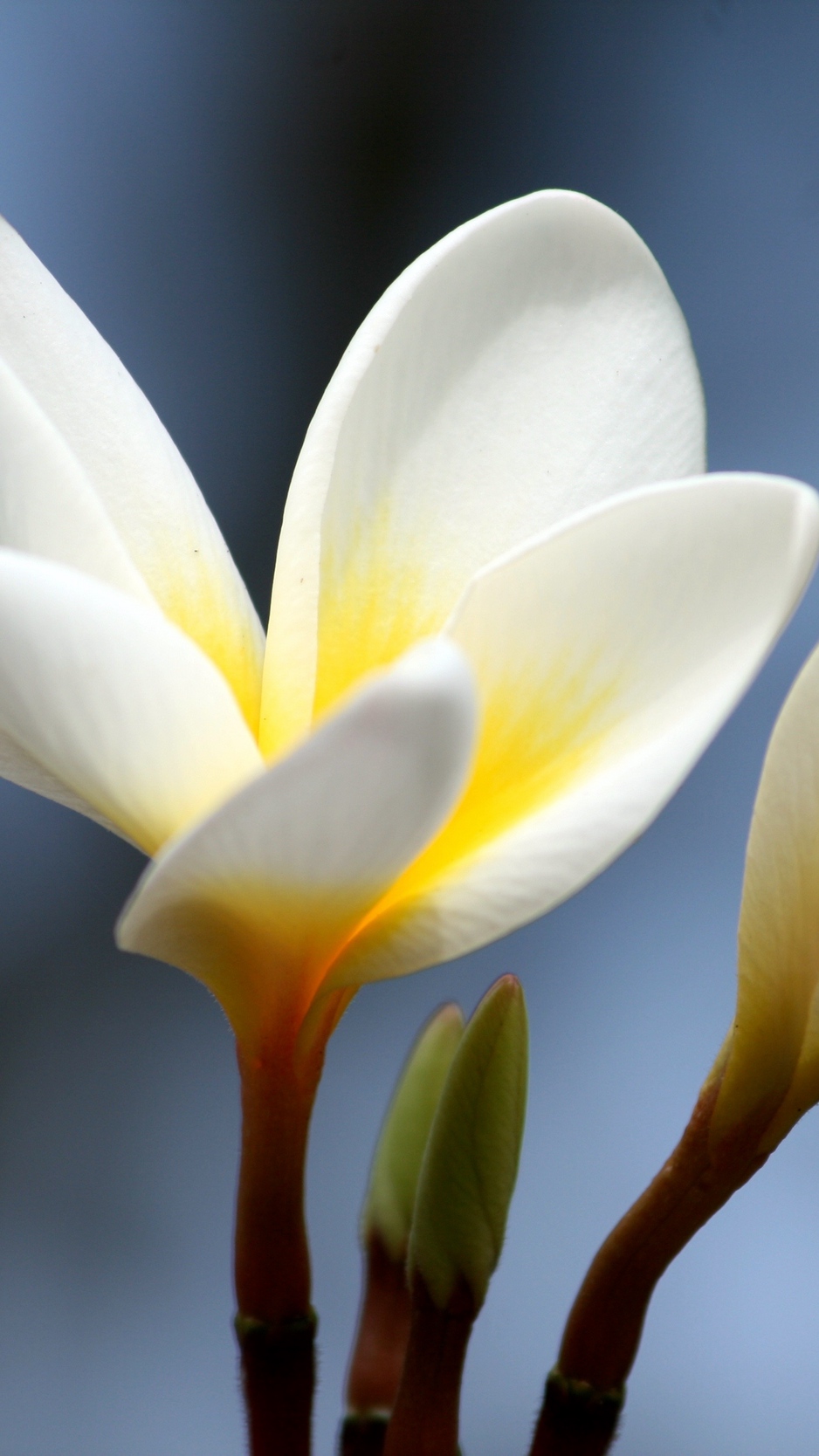 Wallpaper Plumeria, Flower, Bud, Close-up - Frangipani - HD Wallpaper 