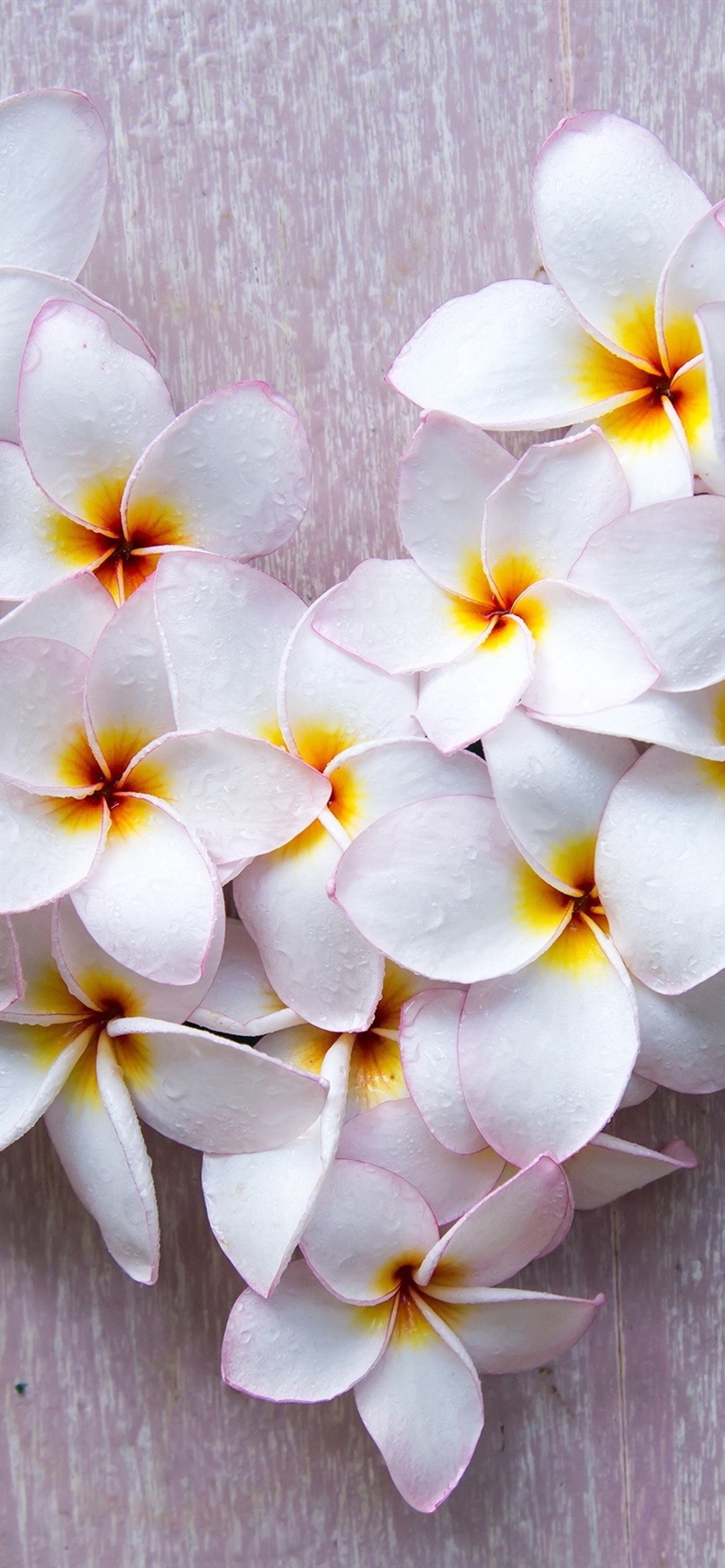 Iphone Wallpaper White Plumeria Flowers, Water Droplets, - Plumeria Flower - HD Wallpaper 