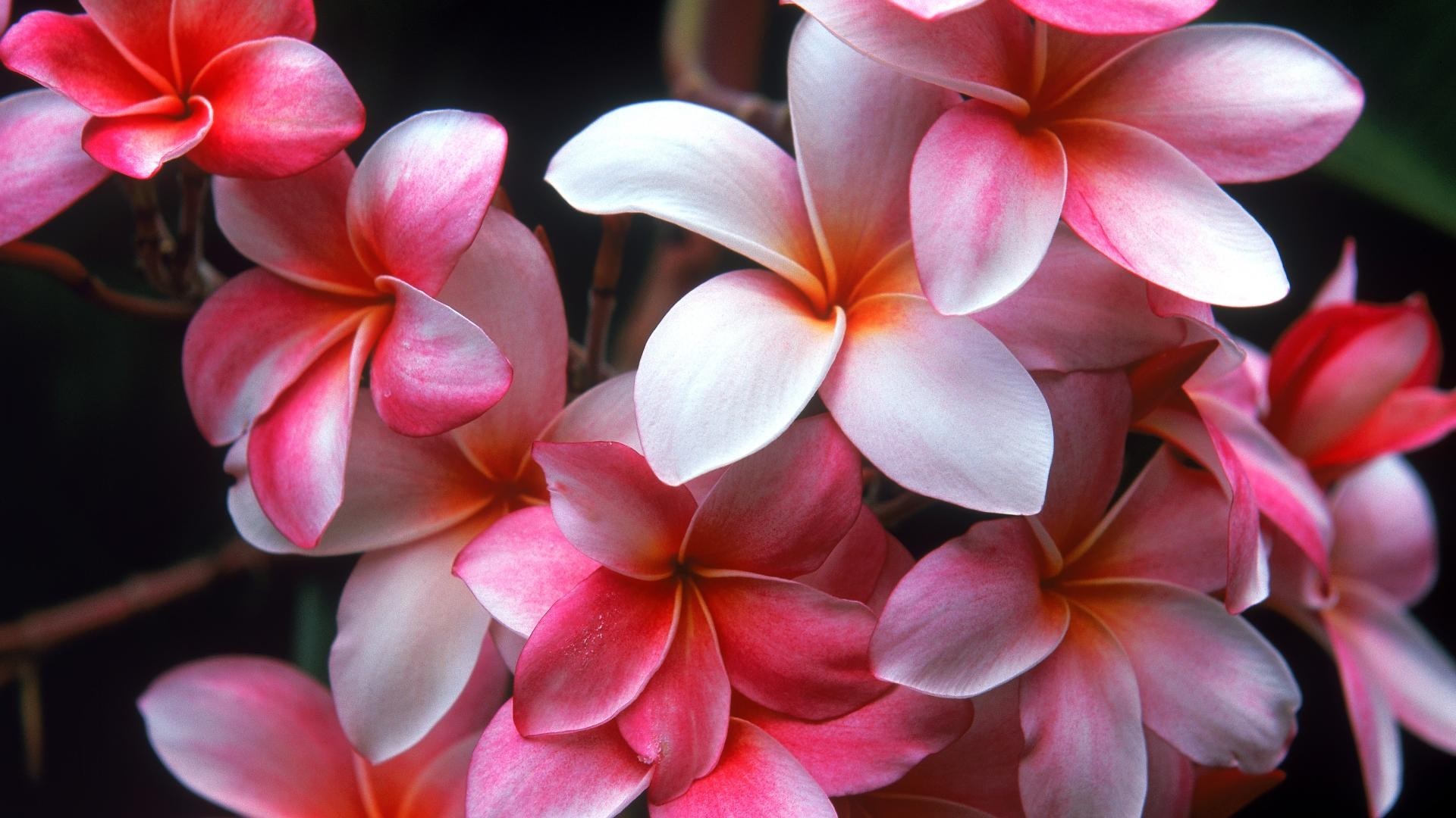 Frangipani Images Frangipani Hd Wallpaper And Background - Frangipani 1080 * 1920 - HD Wallpaper 