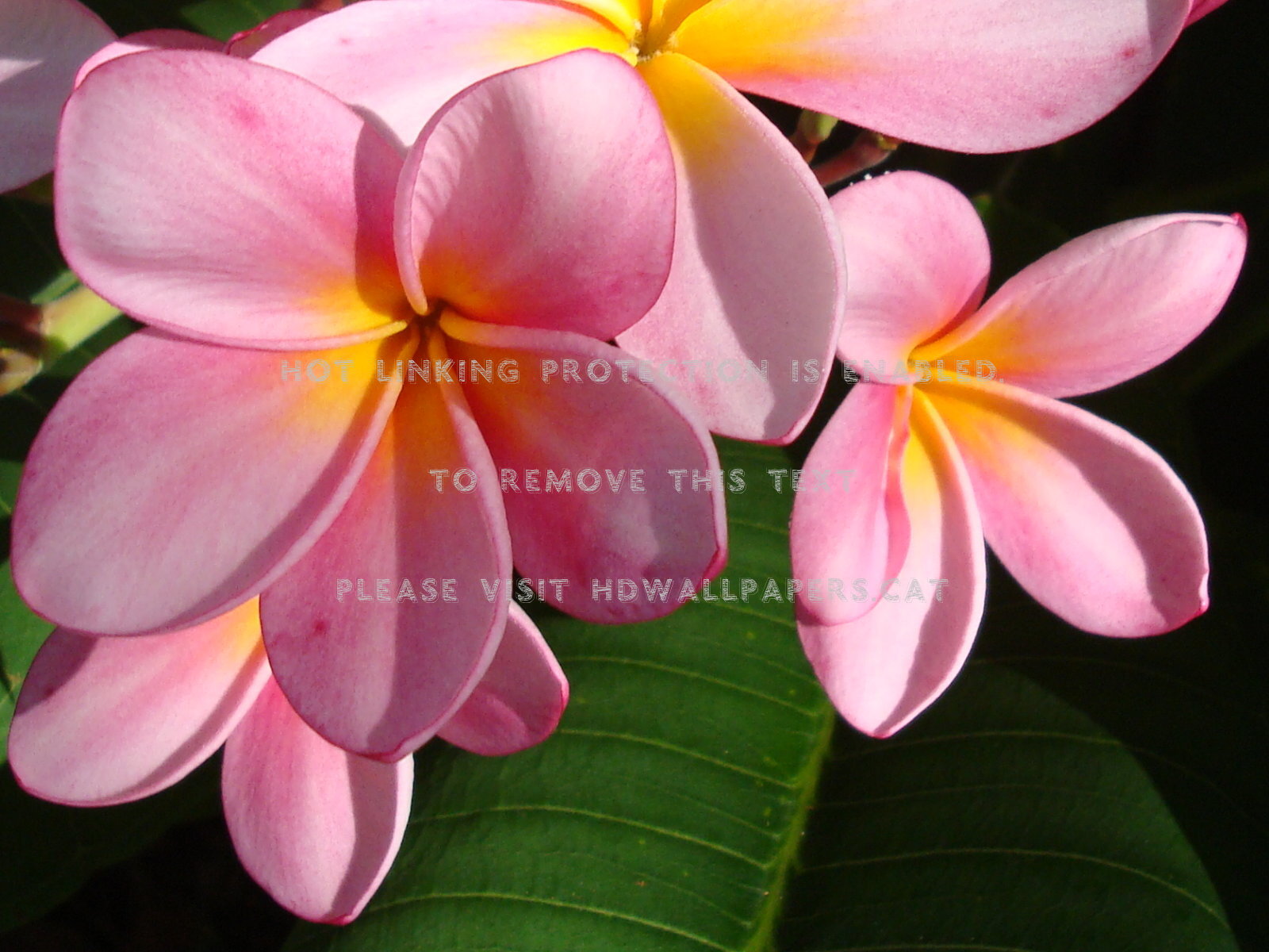Plumeria Pink Flowers Nature - Цветок Плюмерия - HD Wallpaper 