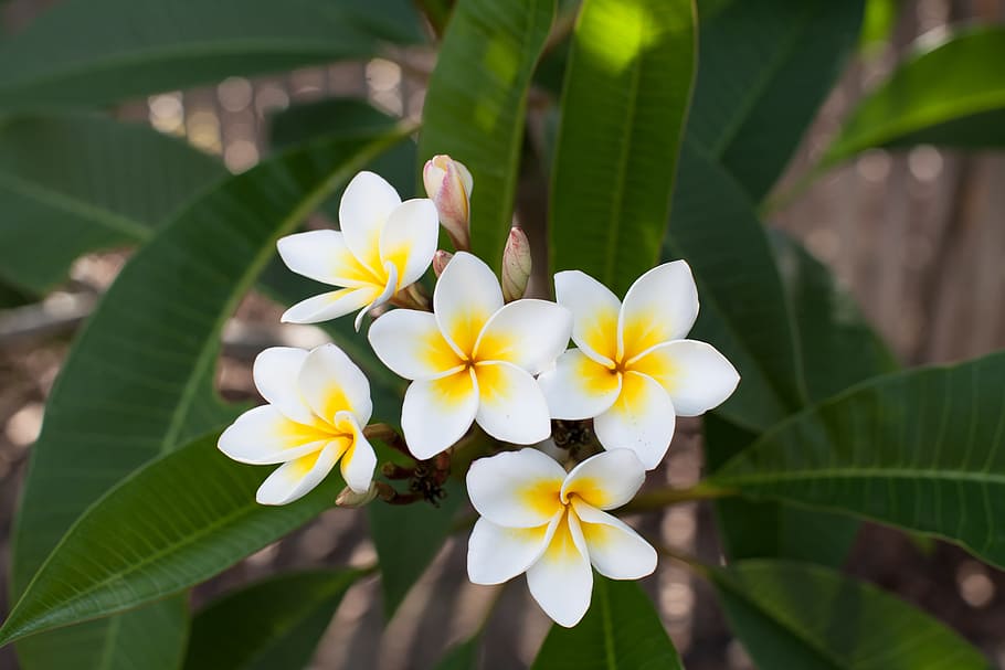 Flowers, Frangipani, Plumeria Rubra, Fragrant White - HD Wallpaper 