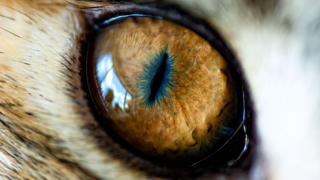 Real Tiger Eye Animal - HD Wallpaper 