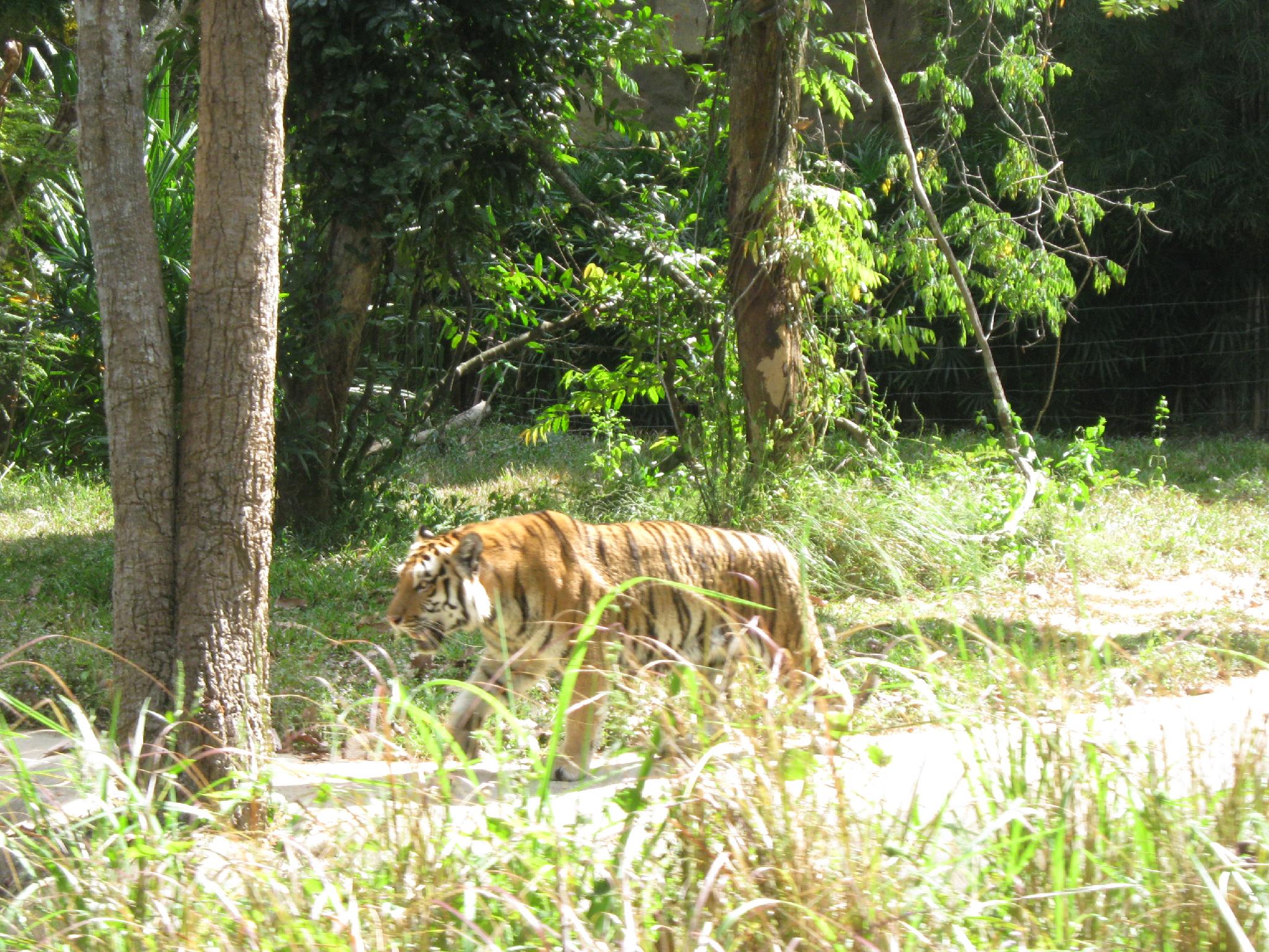 Siberian Tiger - HD Wallpaper 