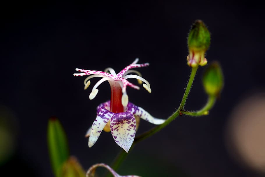 Dendro Service That Helps, Plants, Nature, Flowers, - Plants - HD Wallpaper 