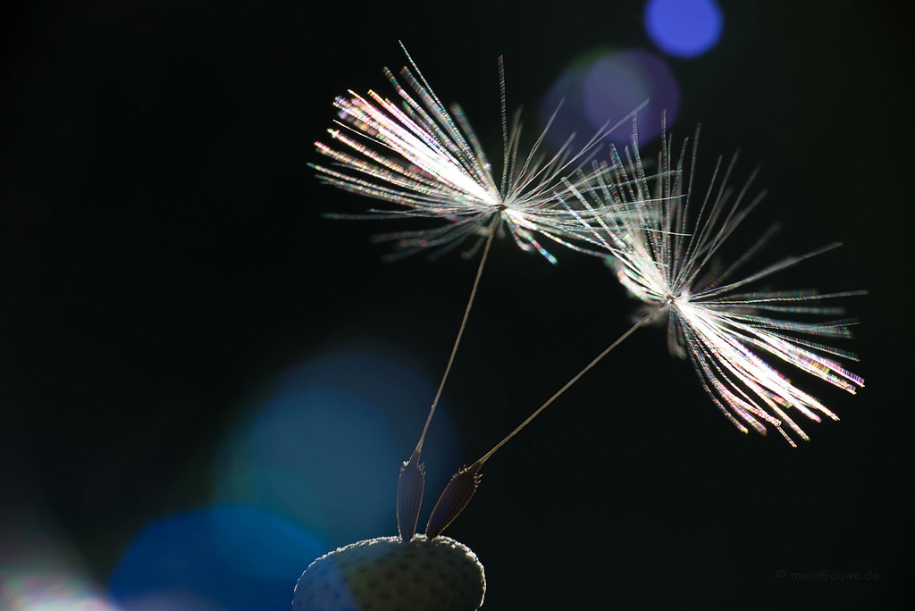 Dandelion - HD Wallpaper 
