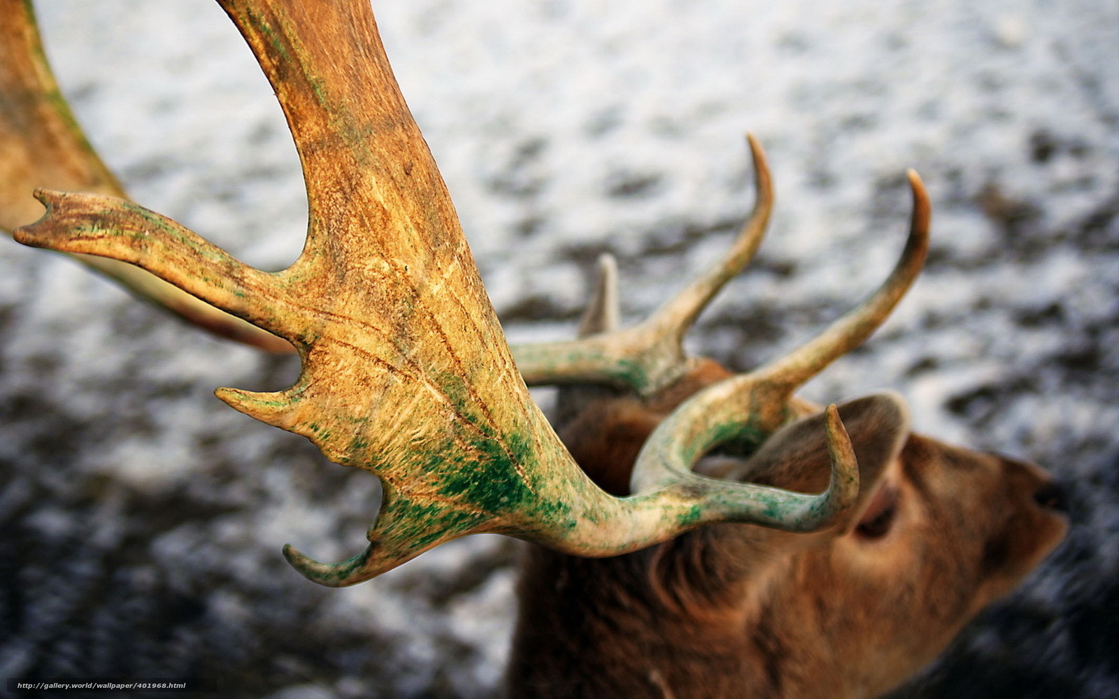 Download Wallpaper Deer, Horn, Macro Free Desktop Wallpaper - Antlers Macro - HD Wallpaper 