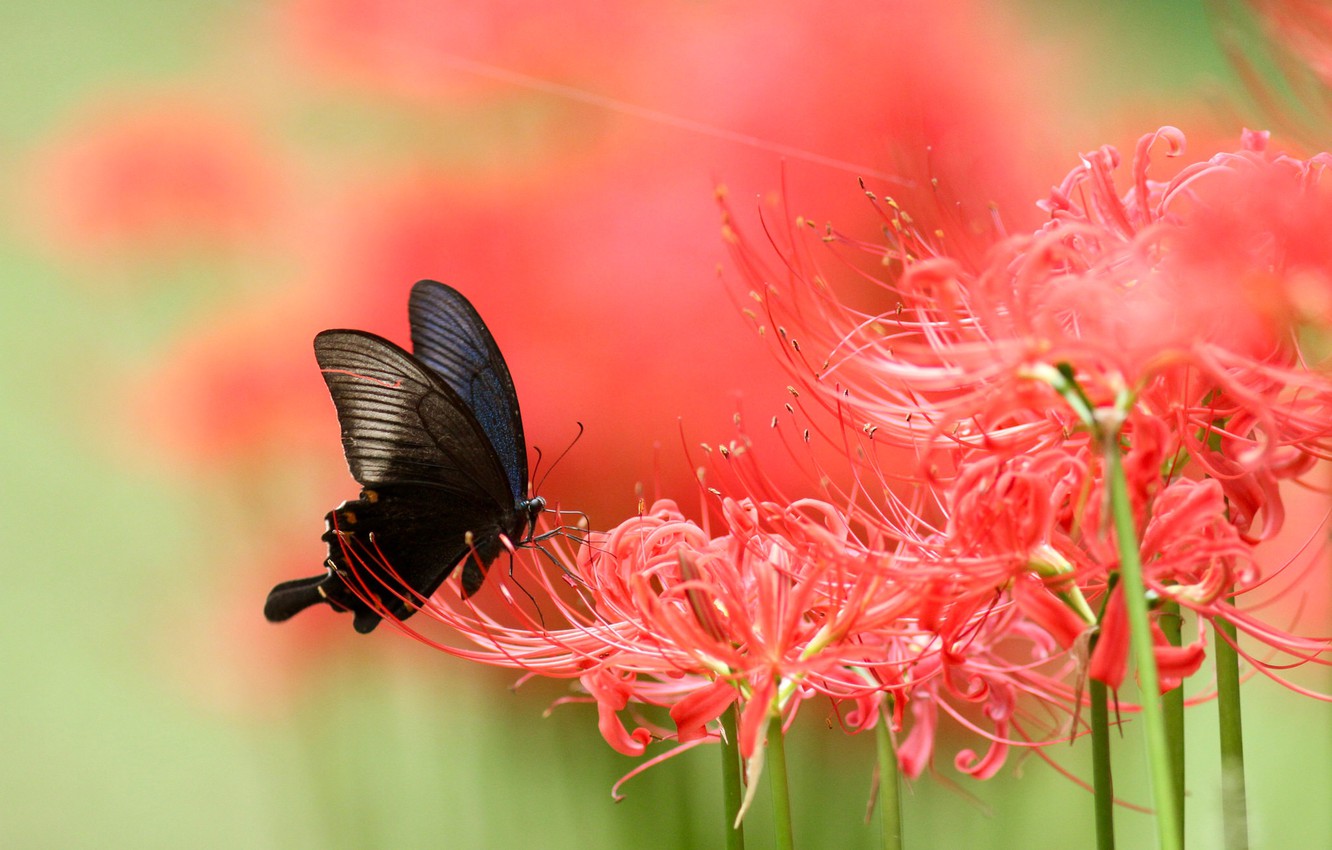Photo Wallpaper Macro, Flowers, Butterfly, Lily, Blur, - Spider Lily Butterfly - HD Wallpaper 