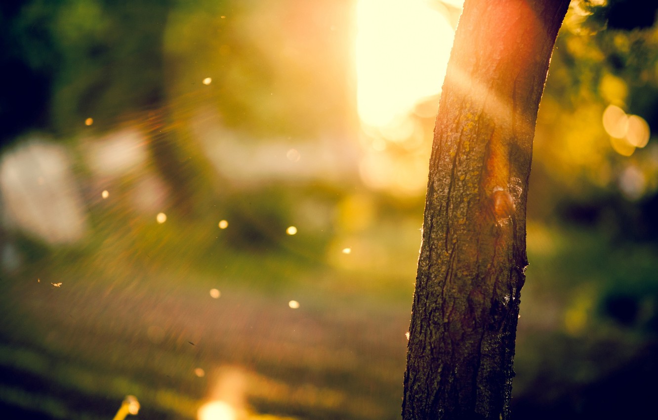 Photo Wallpaper The Sun, Macro, Rays, Trees, Background, - Trees Background  Hd Blur - 1332x850 Wallpaper 