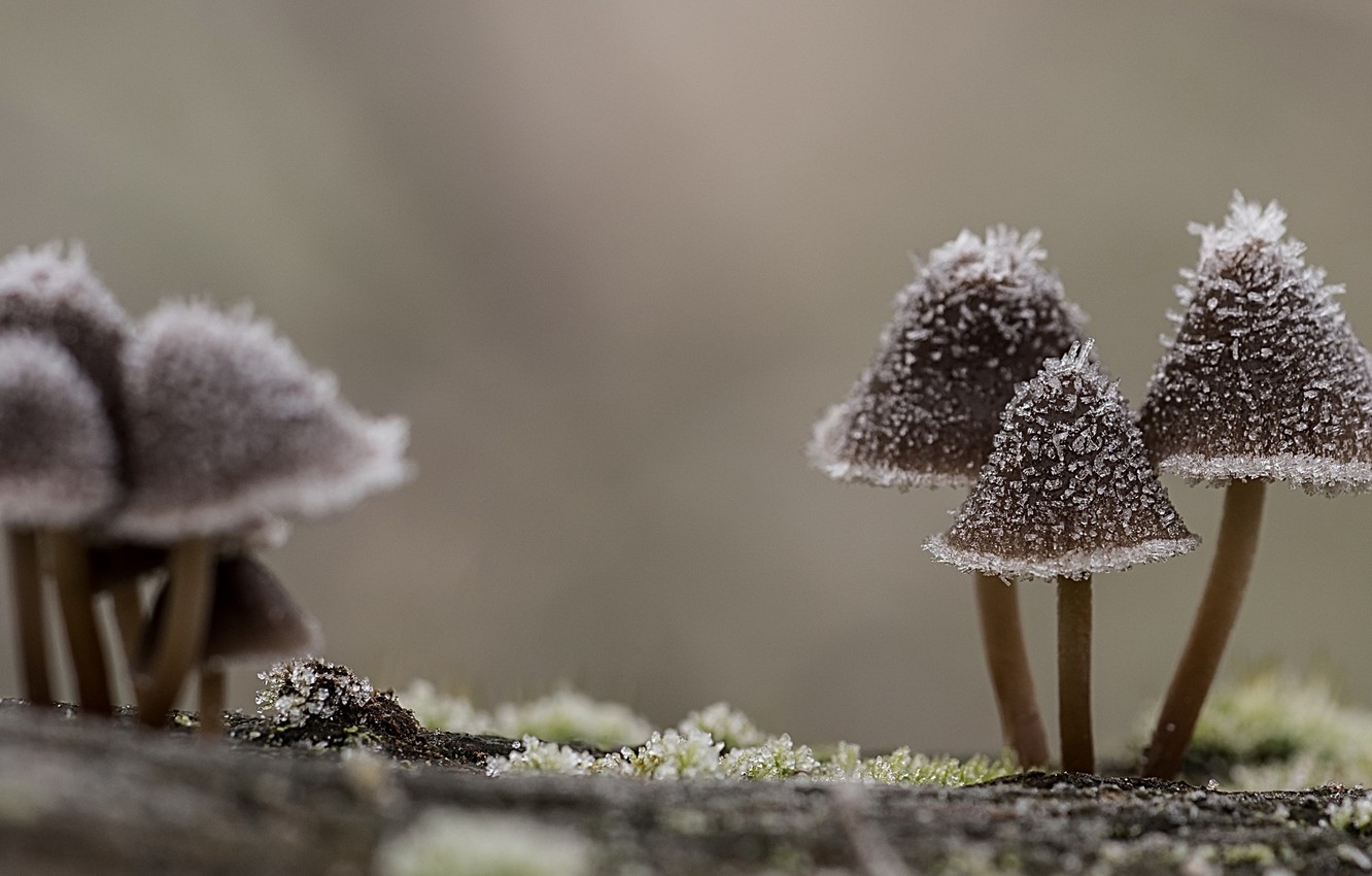 Photo Wallpaper Macro, Nature, Mushrooms - Nature Desktop Makro - HD Wallpaper 