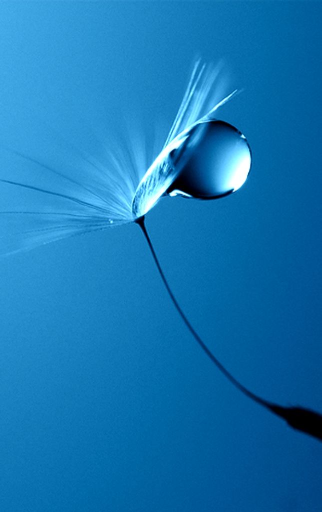 Macro Photography - HD Wallpaper 