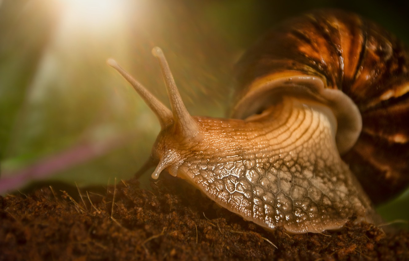 Photo Wallpaper Macro, Snail, Horns, Achatina Giant - Macro Photography - HD Wallpaper 