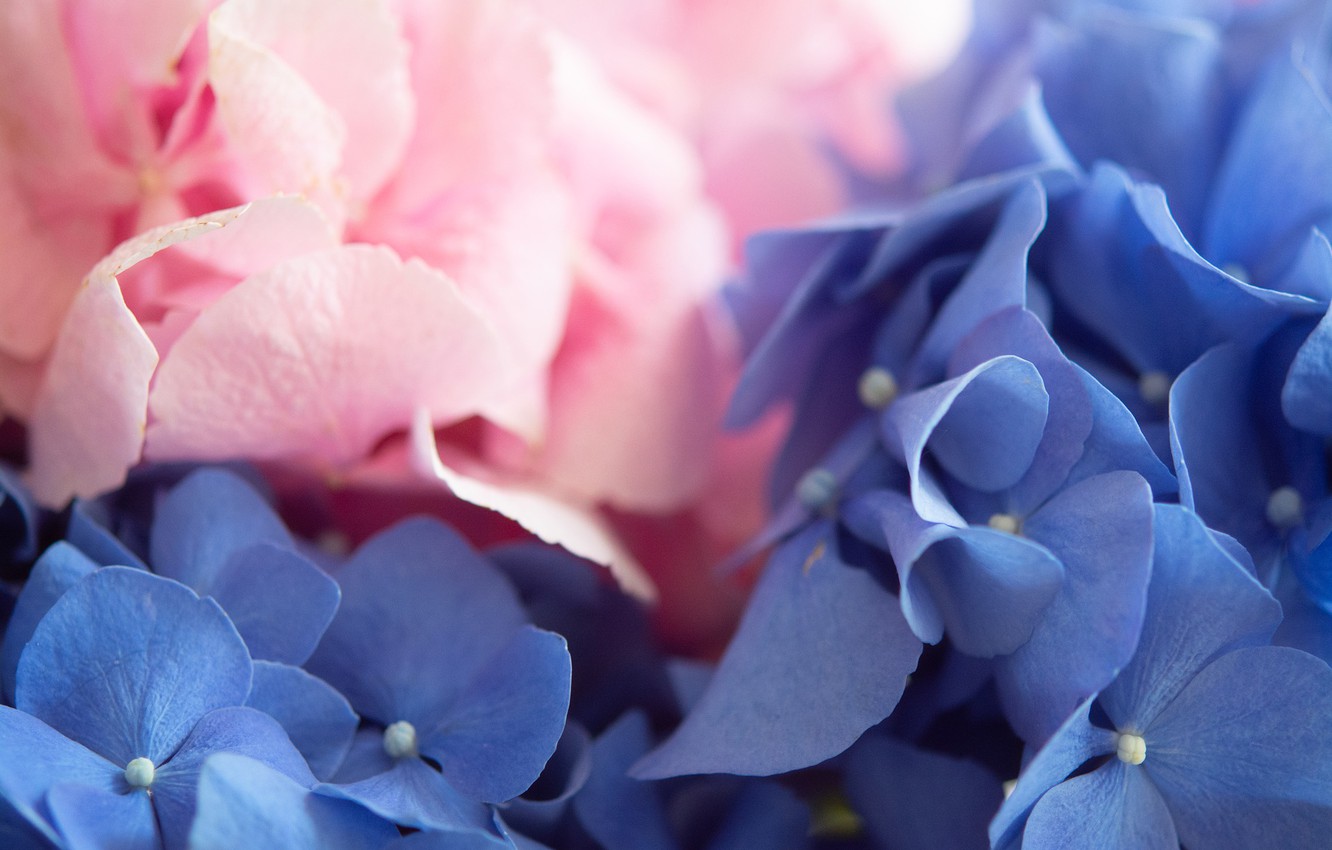 Photo Wallpaper Macro, Flowers, Hydrangea - Гортензия Обои На Рабочий Стол - HD Wallpaper 