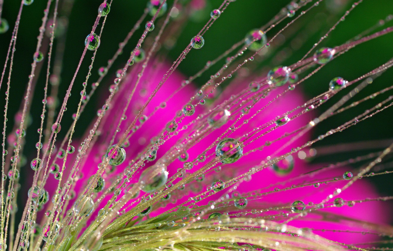 Photo Wallpaper Water, Drops, Macro, Nature, Reflection, - Flower - HD Wallpaper 