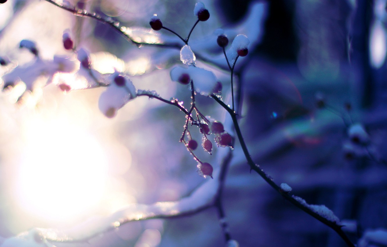 Photo Wallpaper Winter, The Sun, Macro, Snow, Trees, - Blur Winter Background Hd - HD Wallpaper 