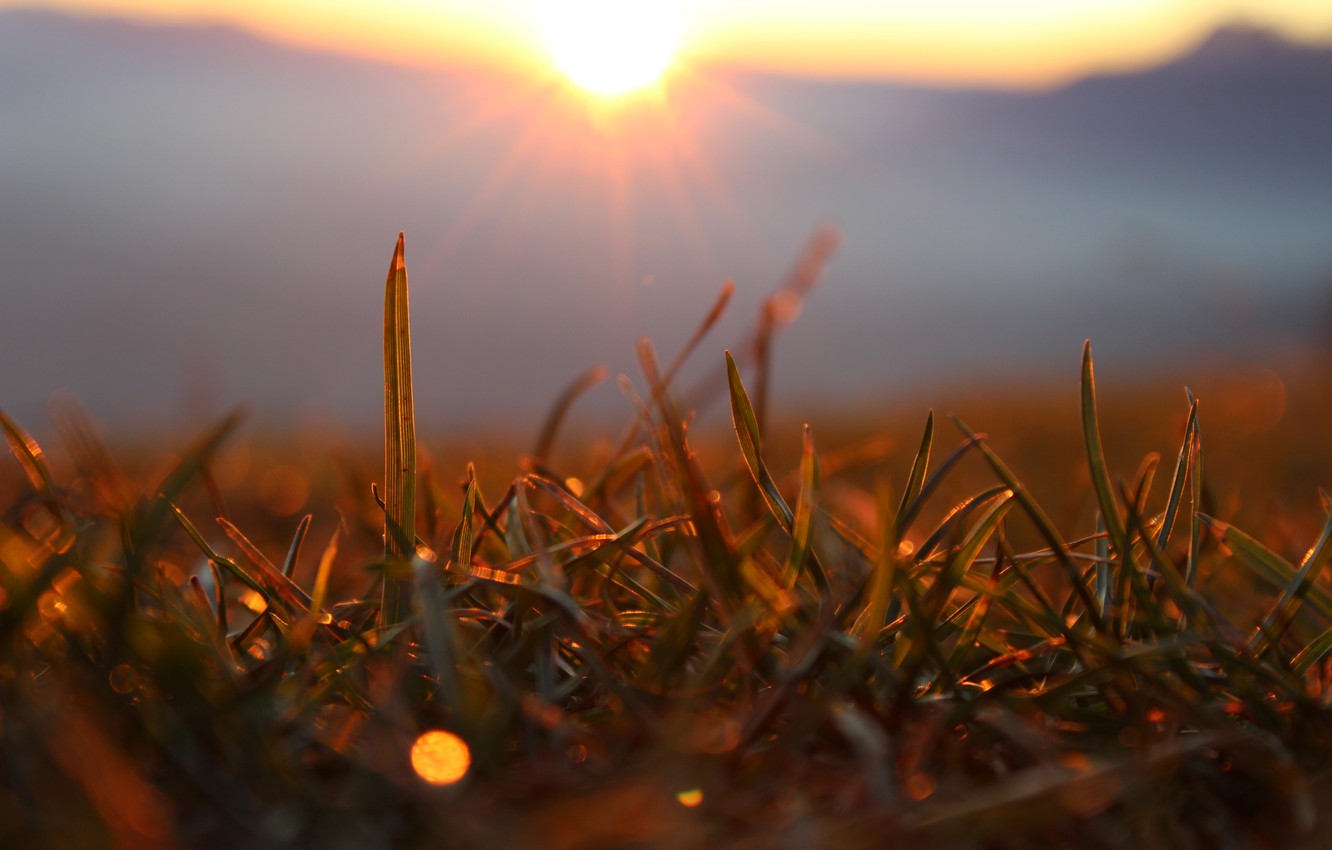 Photo Wallpaper Forest, Grass, The Sun, Macro, Rays, - Sunlight - HD Wallpaper 