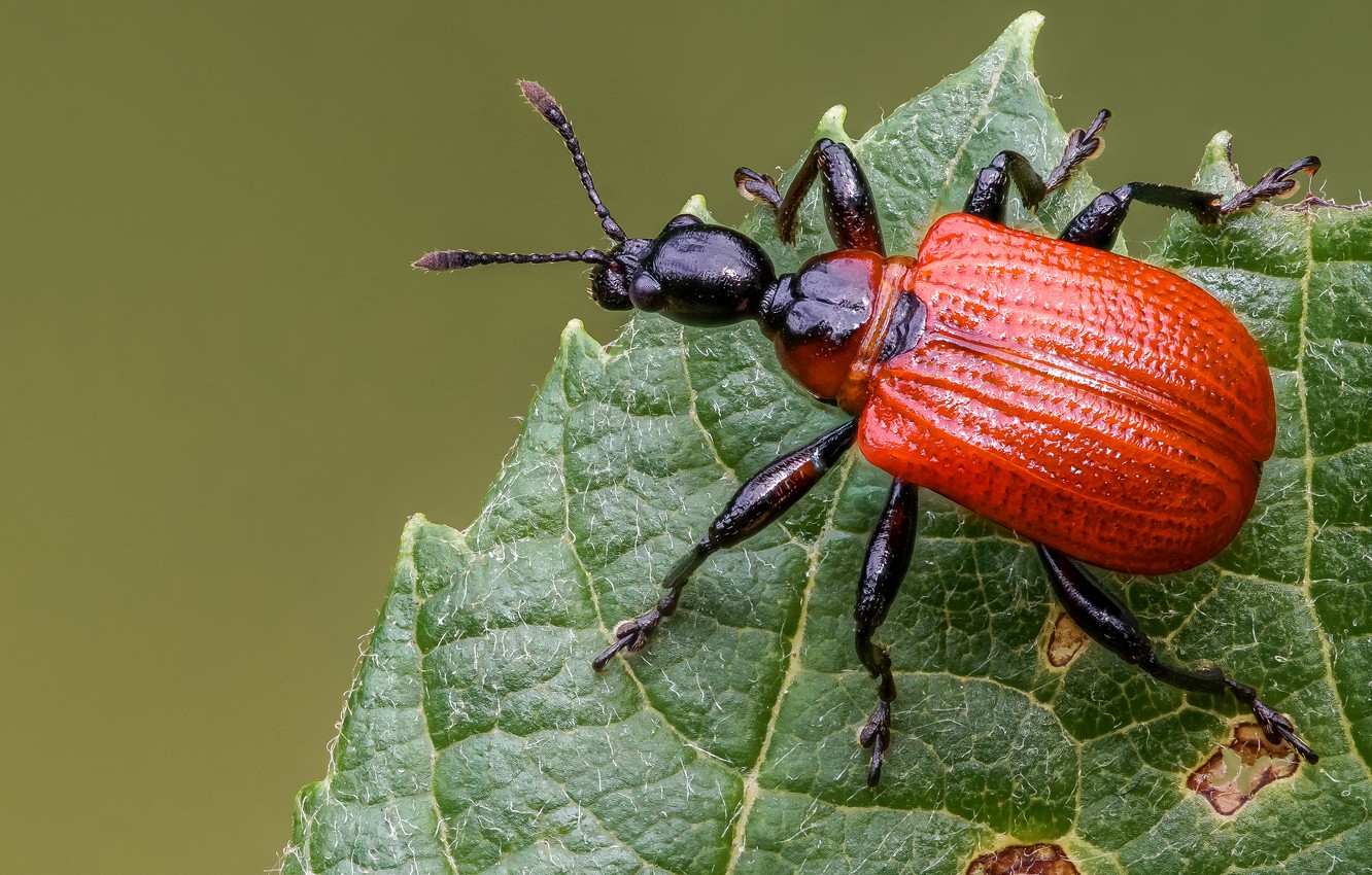 Photo Wallpaper Macro, Red, Green, Background, Leaf, - Weevil - HD Wallpaper 