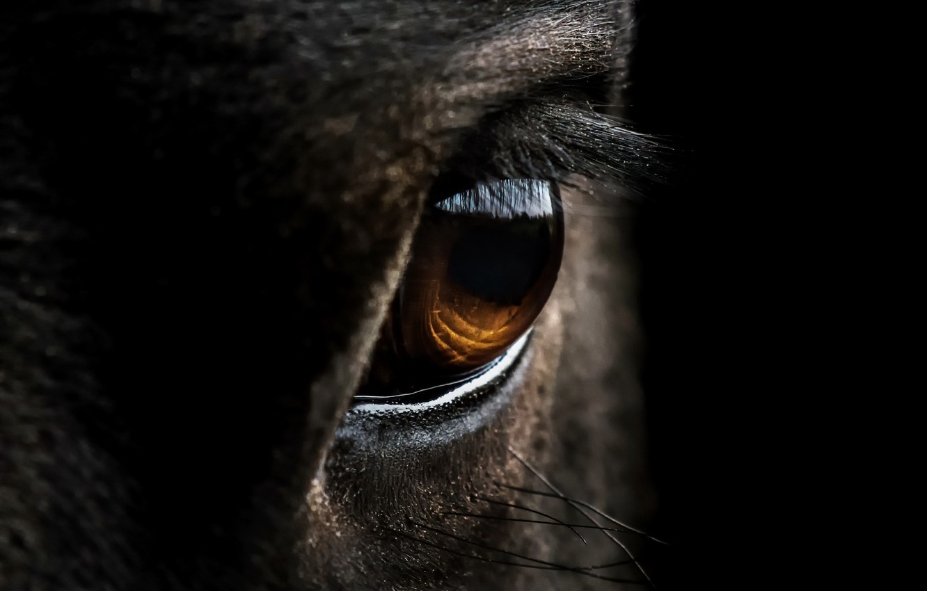 Photo Wallpaper Macro, Eyes, Horse - Horse Eye - HD Wallpaper 