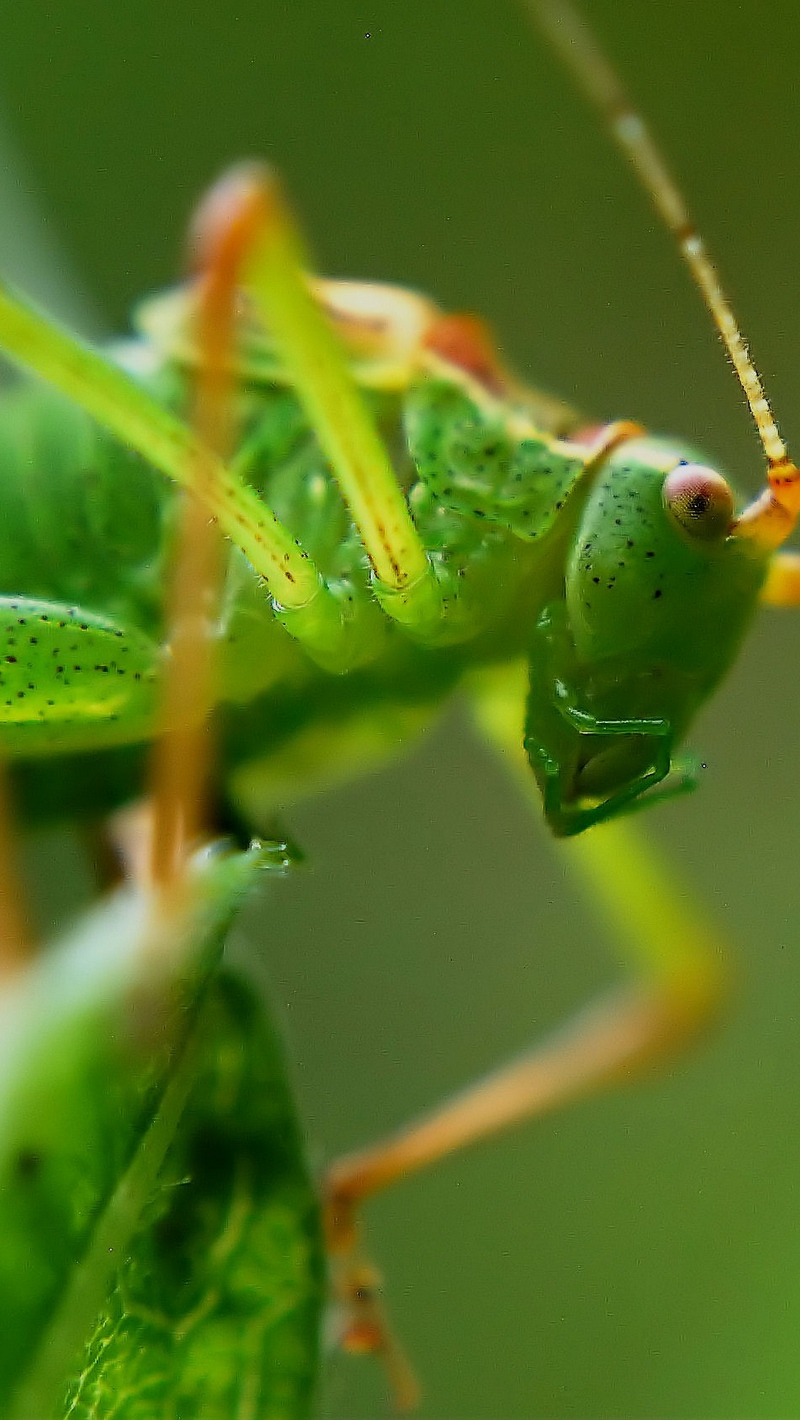 Wallpaper Grasshopper, Insect, Macro, Mustache - Grasshopper Hd - HD Wallpaper 