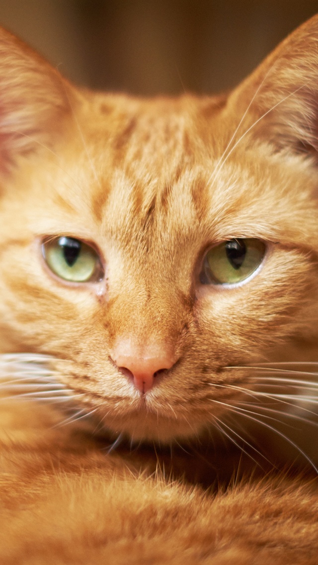 Orange Tabby Cat Face - HD Wallpaper 