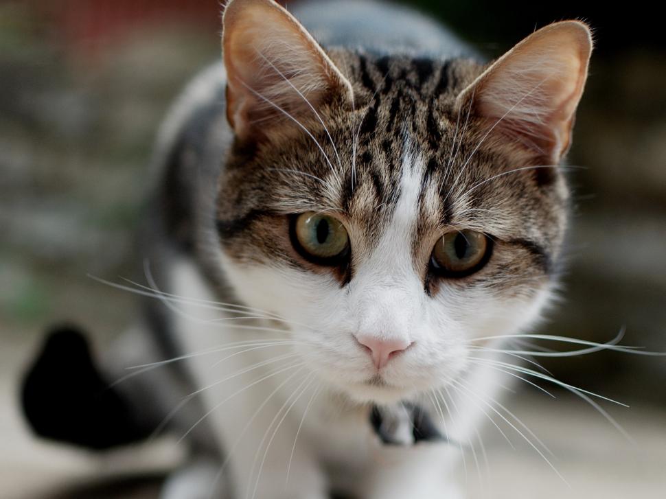 White Gray Cat, Face, Focus, Mustache Wallpaper,white - Gatos Grises Con Blanco - HD Wallpaper 