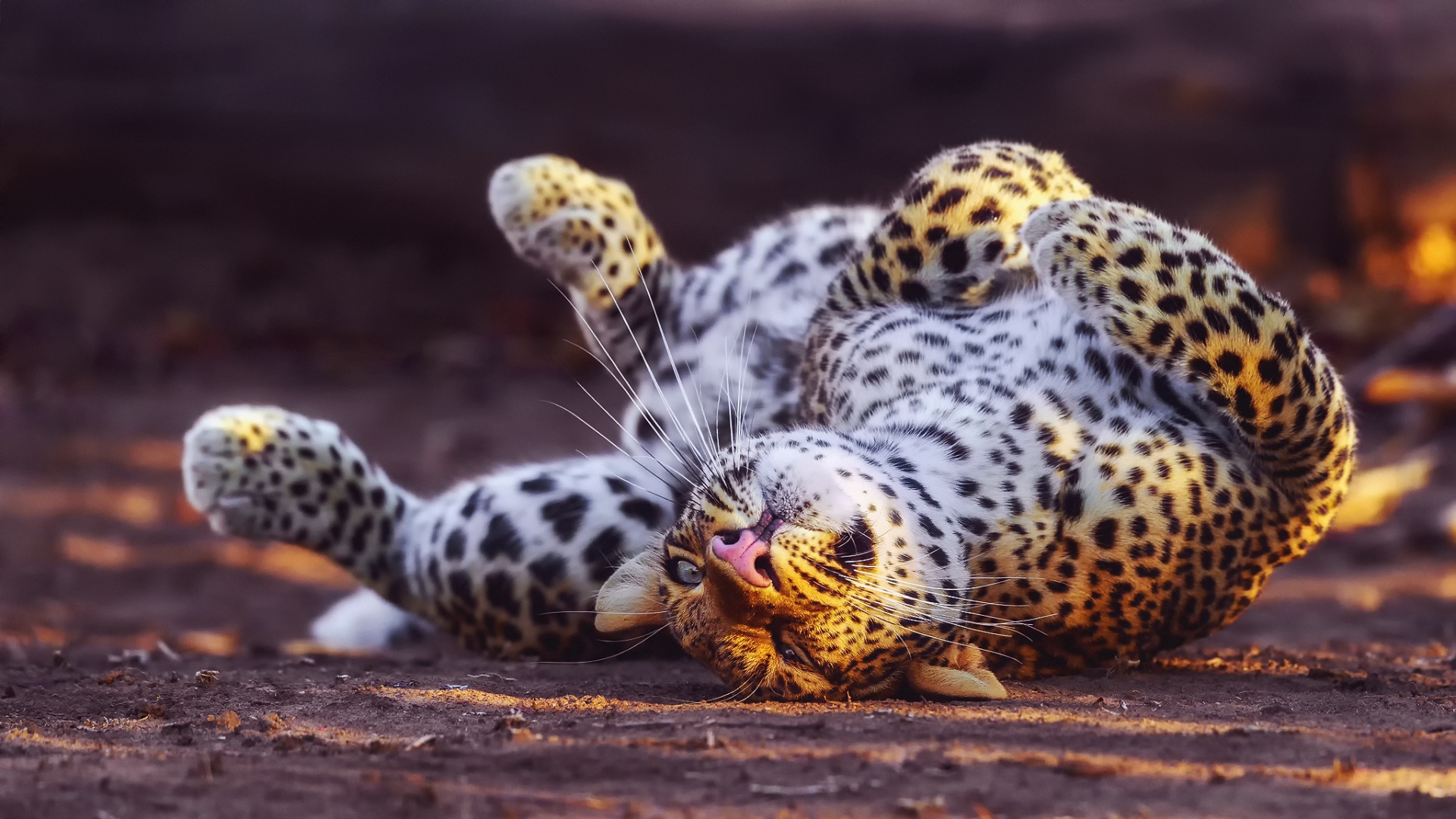 Wallpaper Leopard Blurry Background Playful Mustache - Playful Leopard - HD Wallpaper 
