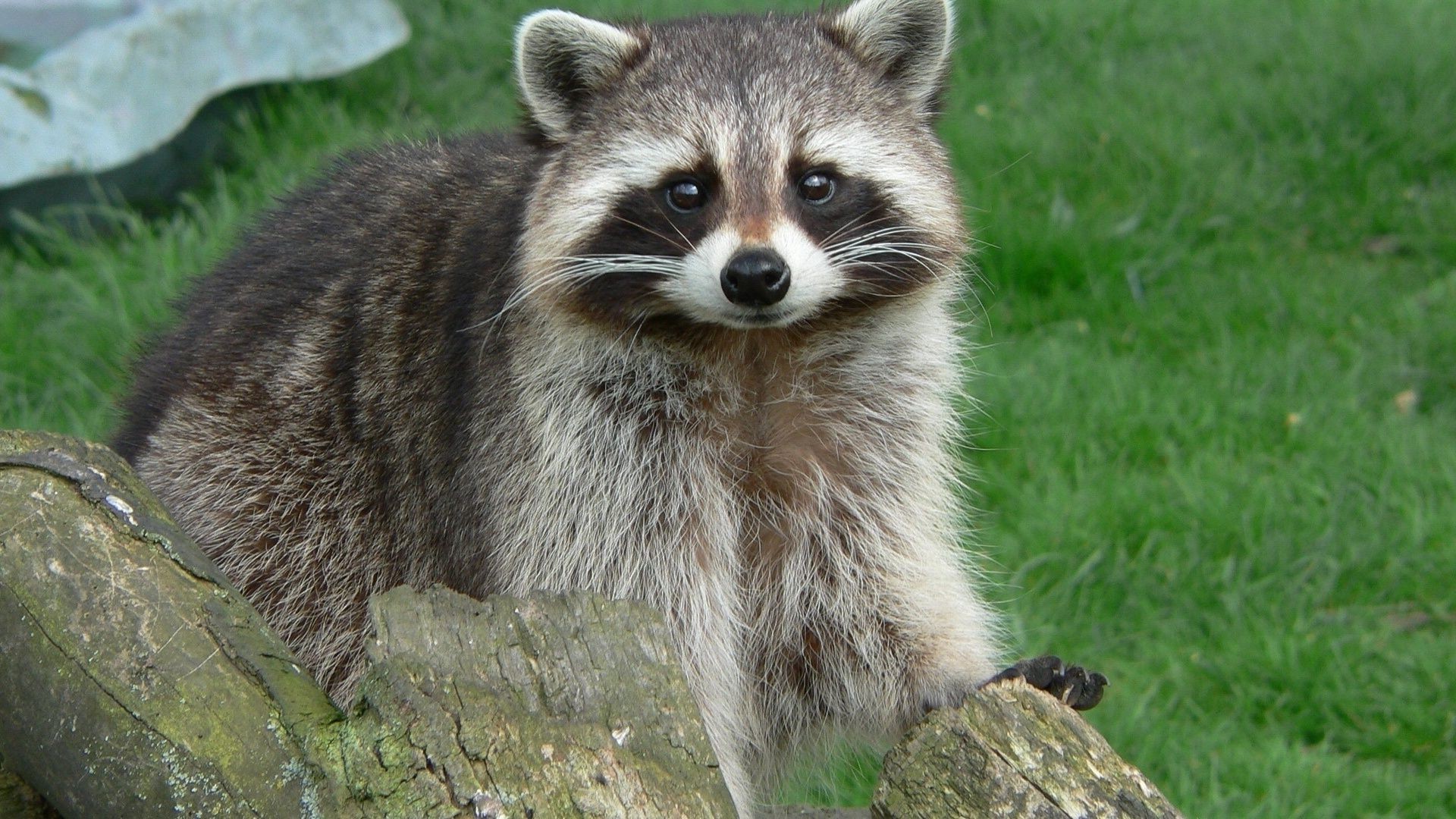 Animals Mammal Wildlife Animal Nature Fur Cute Wild - Raccoon 4k - 1920x1080 Wallpaper Animals Mammal Wildlife Animal Nature Fur Cute Wild - Raccoon 4k - 1920x1080 Wallpaper