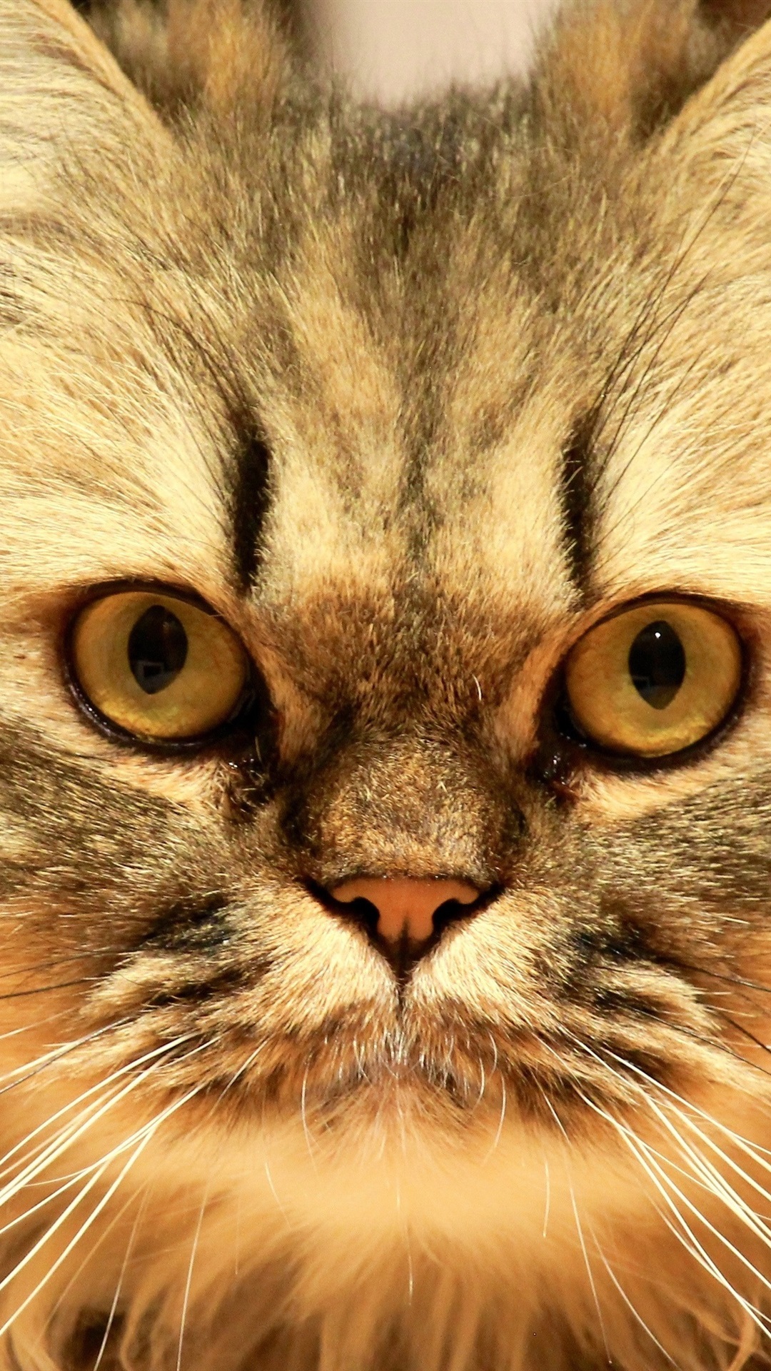 Iphone Wallpaper Fluffy Kitten Look At You, Face, Mustache - Cat - 1080x1920 Wallpaper Iphone Wallpaper Fluffy Kitten Look At You, Face, Mustache - Cat - 1080x1920 Wallpaper
