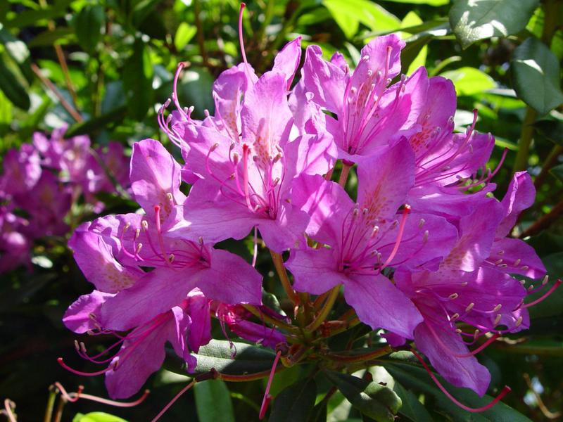 Lily Family - HD Wallpaper 