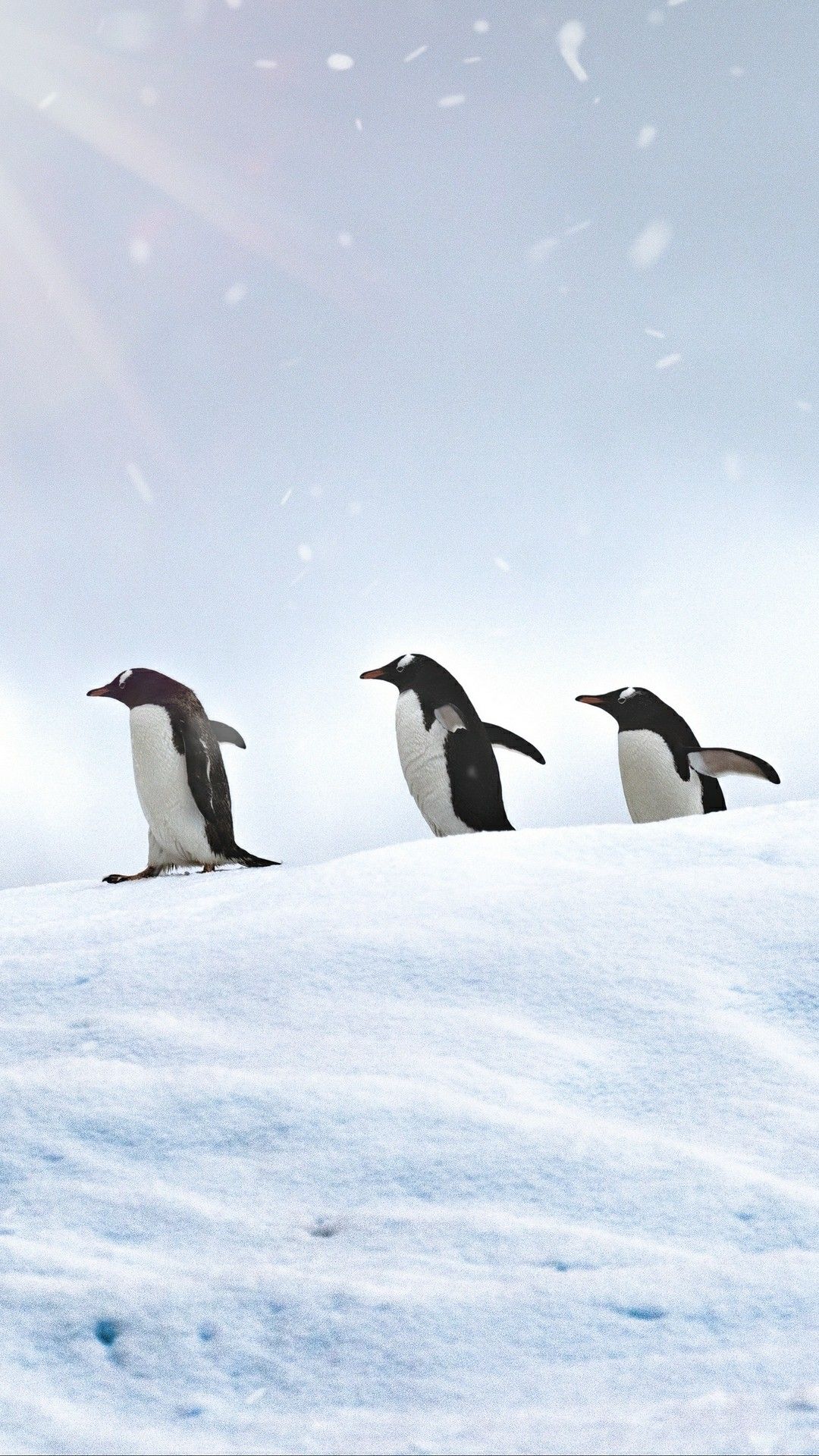 Penguin - 1080x1920 Wallpaper Penguin - 1080x1920 Wallpaper