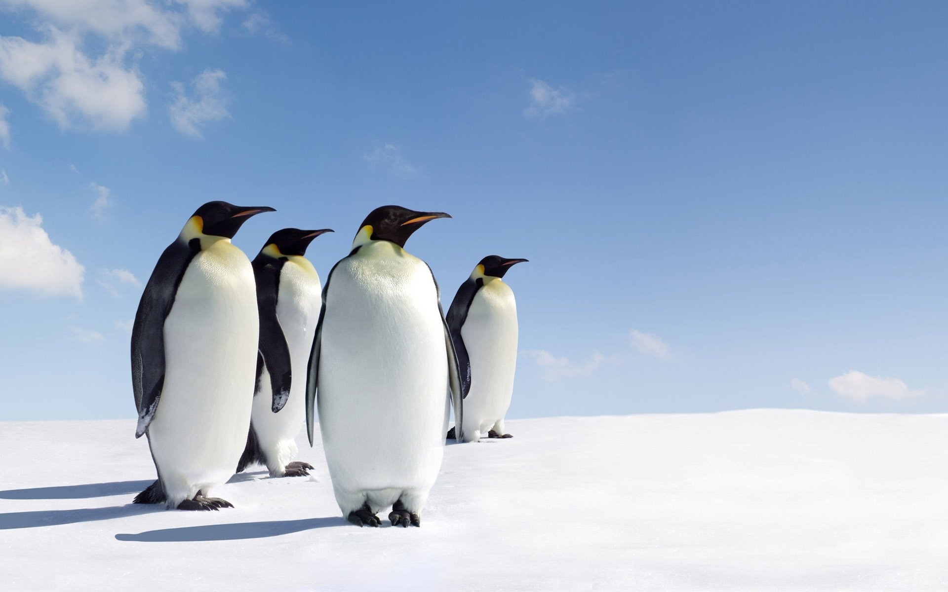 Gentoo Wallpaper - HD Wallpaper 