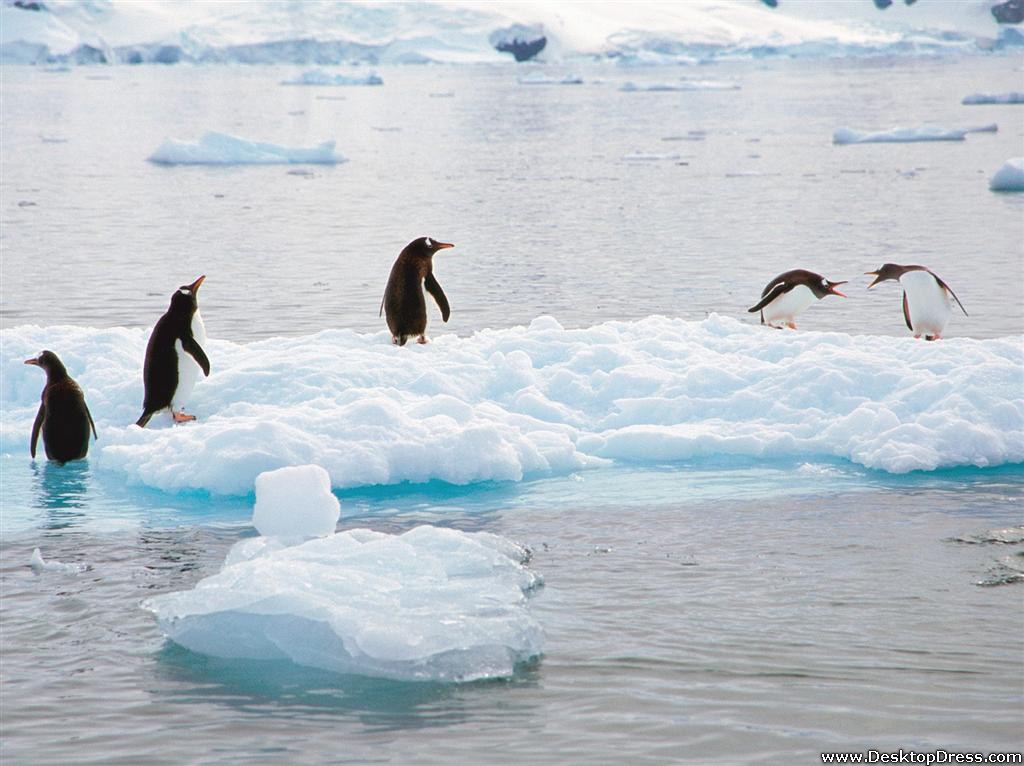 Gentoo Penguins, Antarctica - Penguins In Antarctica - HD Wallpaper 