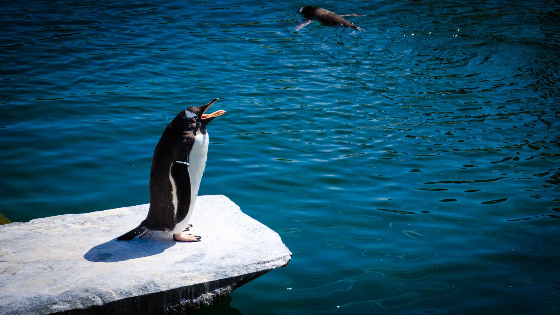 Black And White Penguin Standing On Rock Near Water - HD Wallpaper 