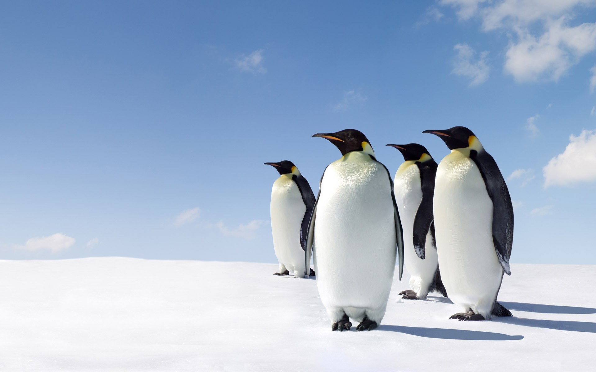 Gentoo Wallpaper - HD Wallpaper 