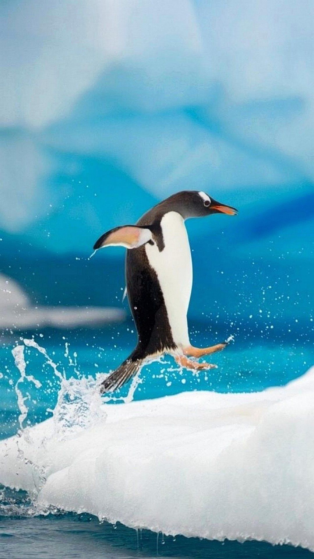 Penguin Wallpaper For Phone - 1080x1920 Wallpaper Penguin Wallpaper For Phone - 1080x1920 Wallpaper