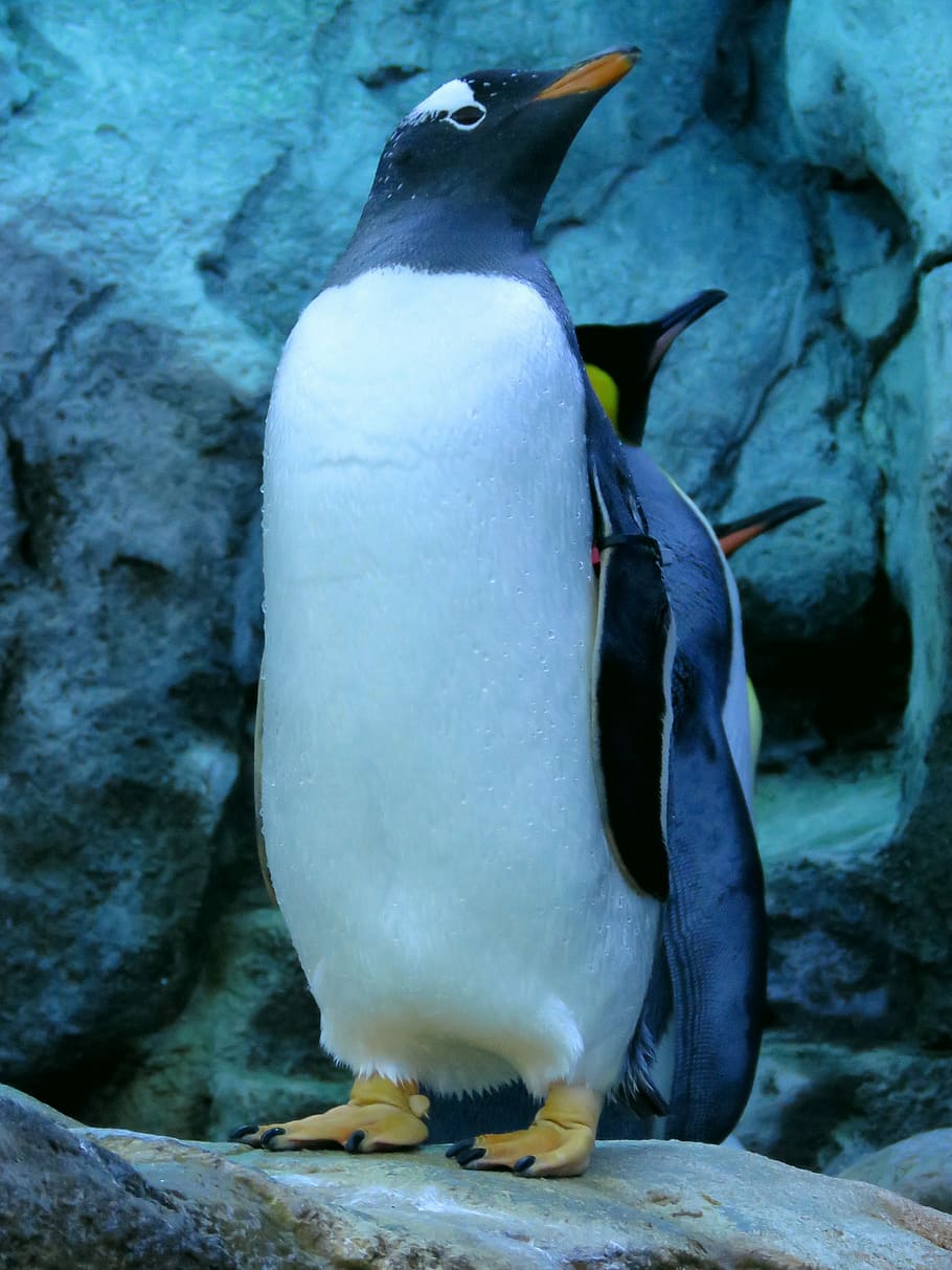 Gentoo Penguin, Penguins, Calgary Zoo, Animals In The - HD Wallpaper 