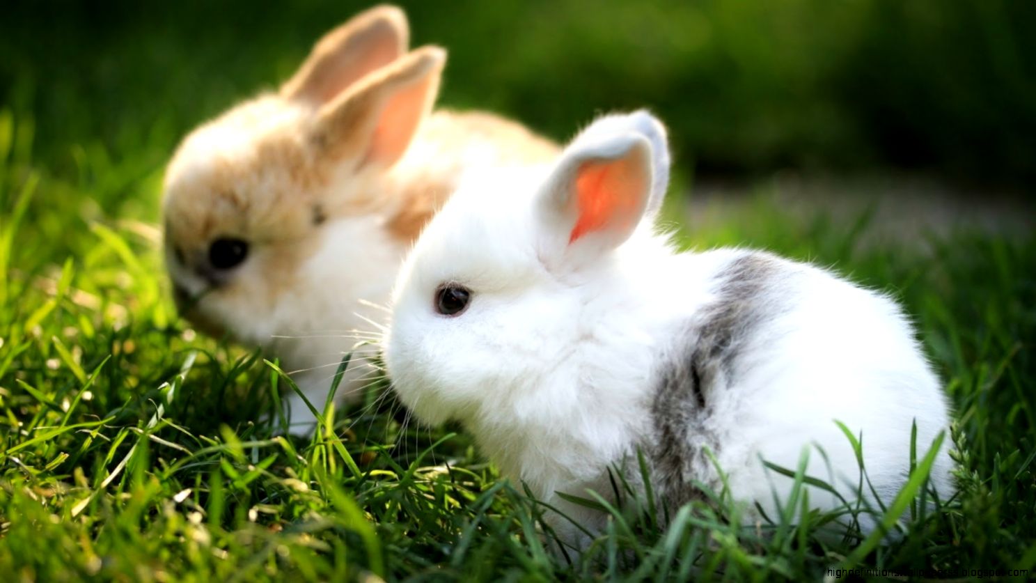 Rabbit Wallpapers Hd Pictures One Hd Wallpaper Pictures - Cute Bunnies - HD Wallpaper 
