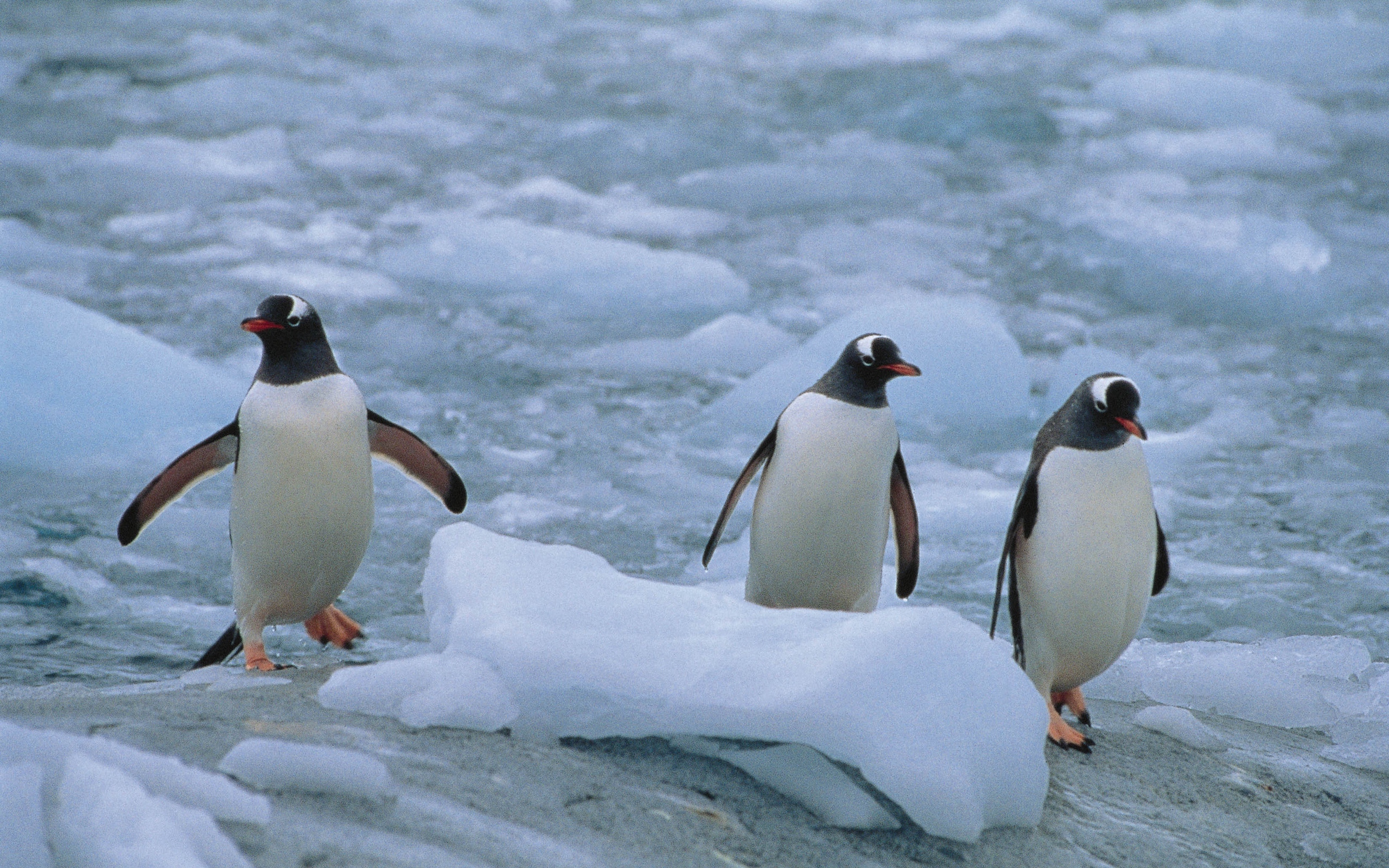 Wallpaper Penguins, Three, Linux, North - HD Wallpaper 