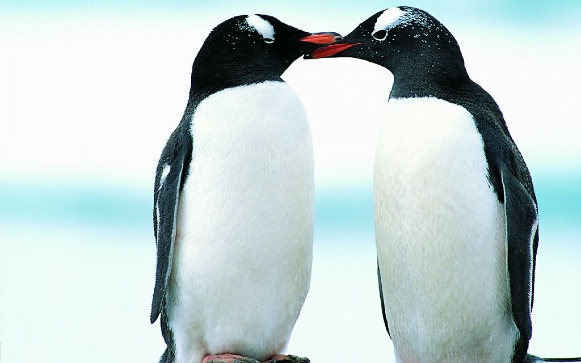 2 Penguins In Love - HD Wallpaper 