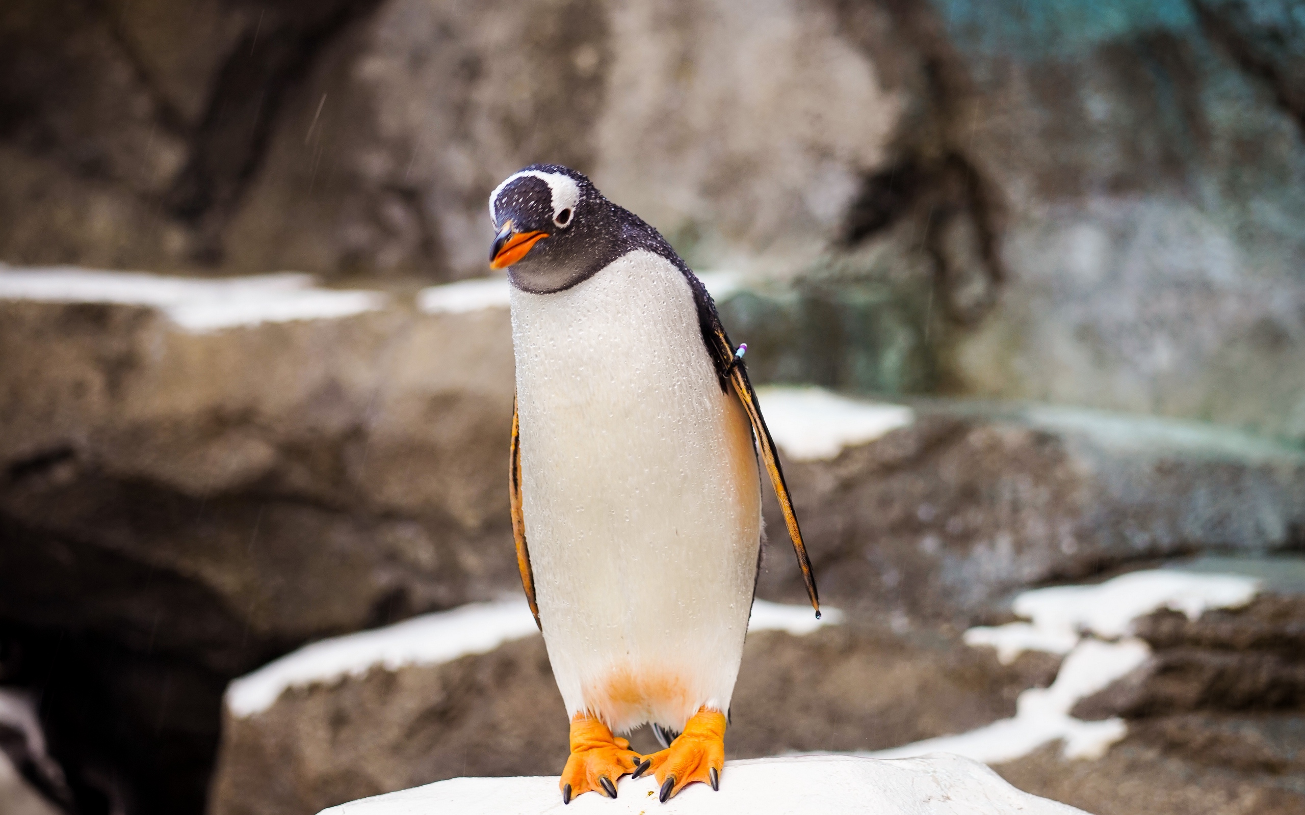 Wallpaper Penguin, Bird, Stone, Wildlife - Wallpaper - HD Wallpaper 