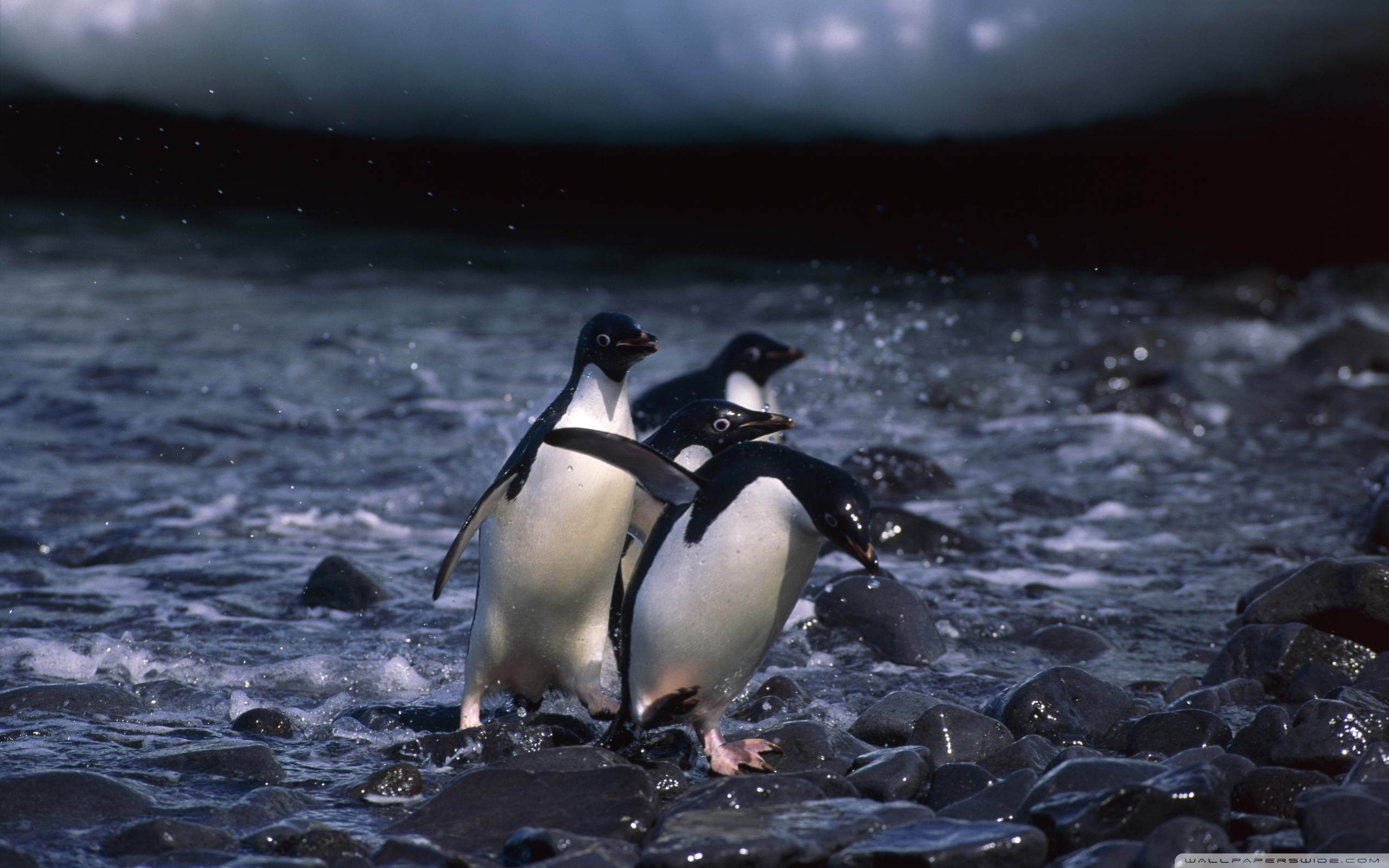 penguin screensaver for mac penguin screensaver for mac