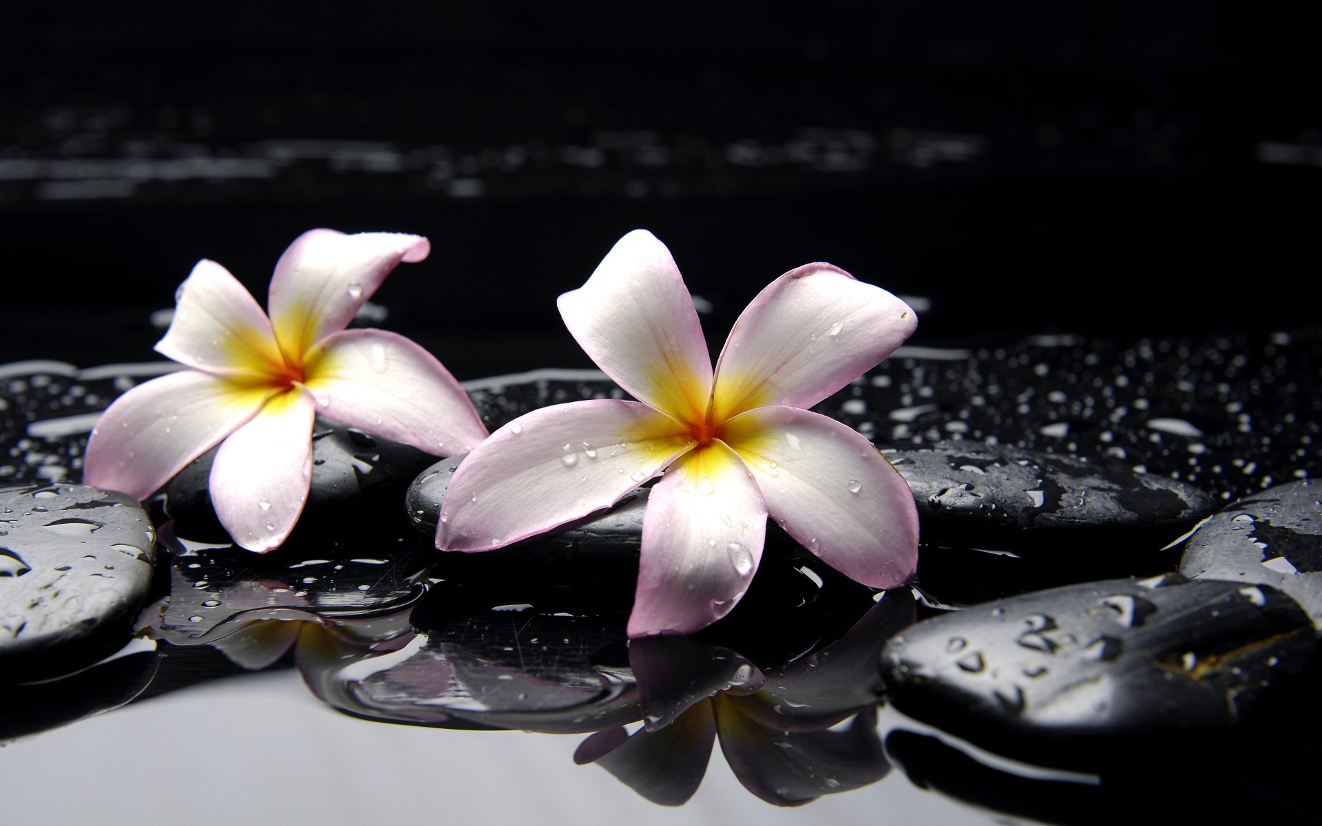 Plumeria Flower Wallpaper Hd - HD Wallpaper 