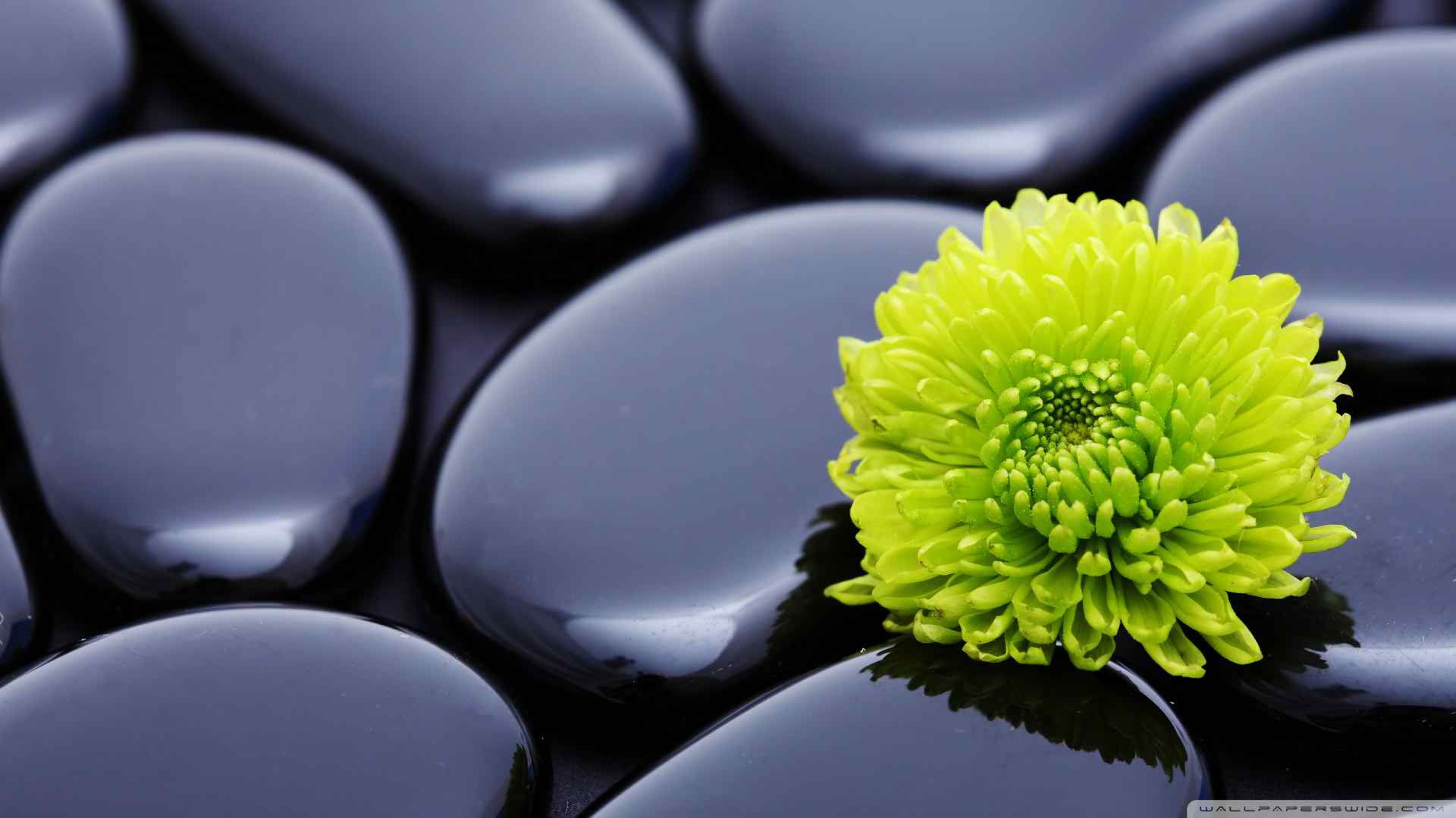 Natural Zen Image - Hd Wallpapers 1080p Widescreen Flowers - HD Wallpaper 