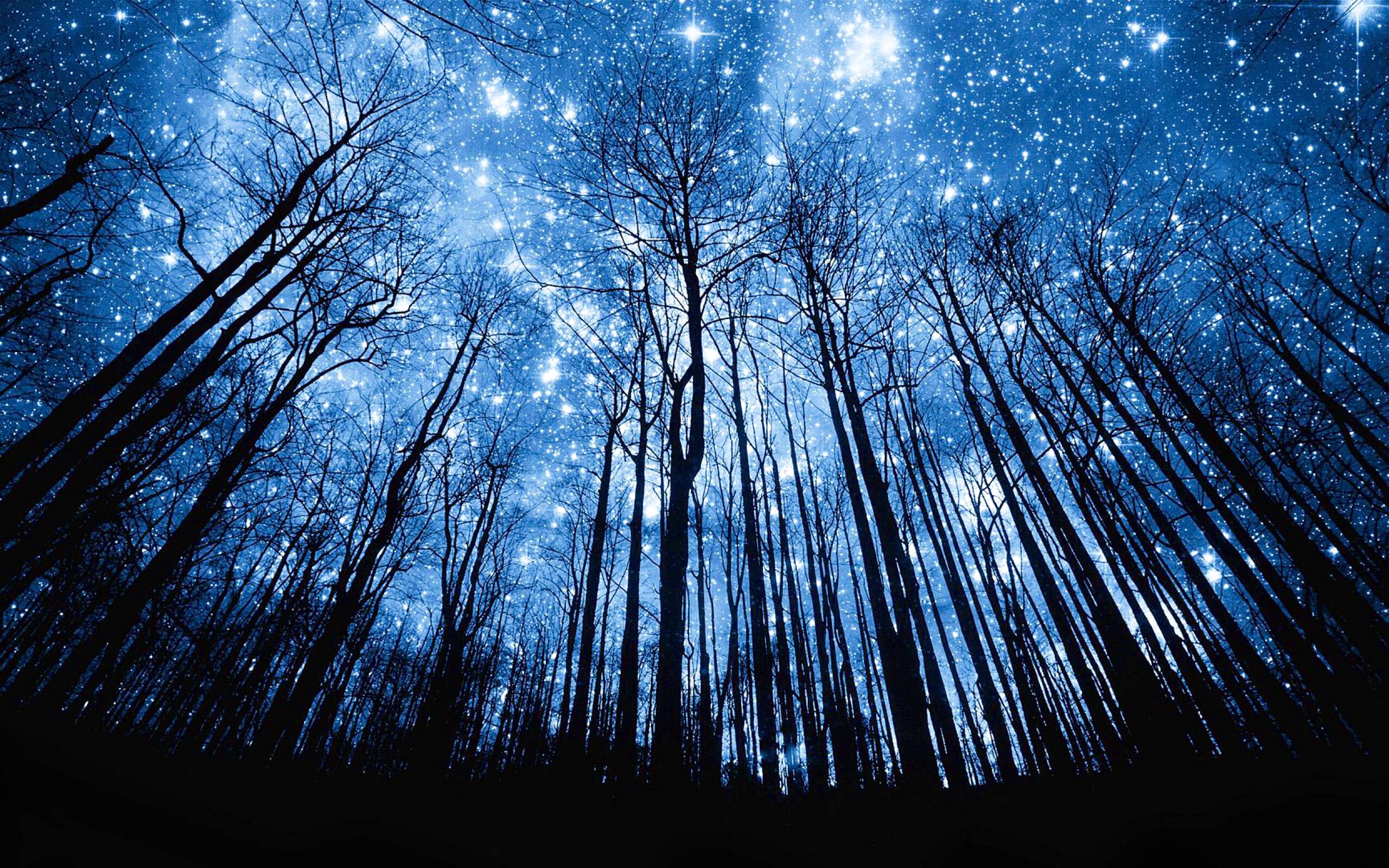 Starry Night Sky Forest - HD Wallpaper 