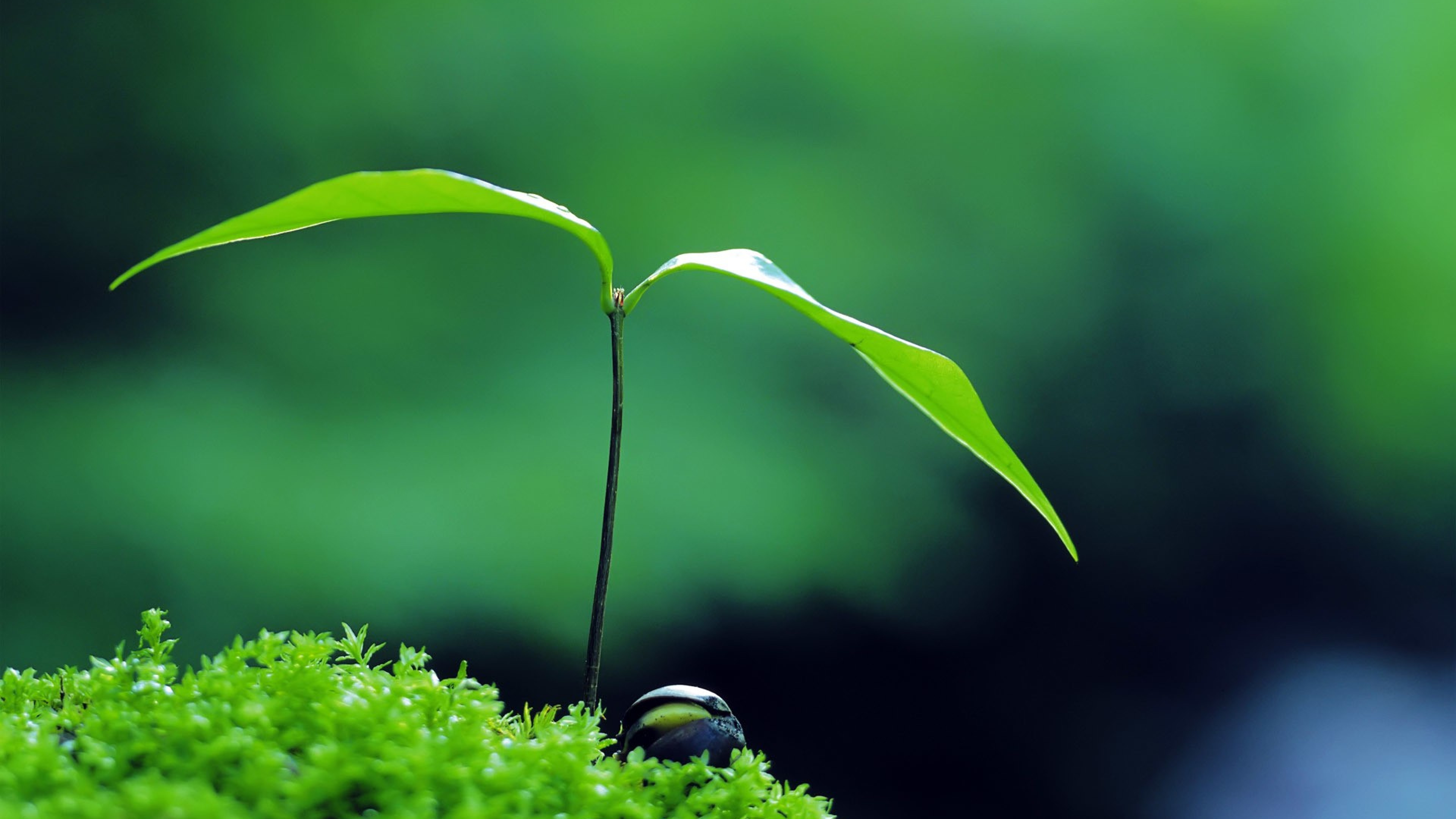 41 Plant Wallpapers, Hd Quality Plant Images, Plant - Green Zen - 3840x2160  Wallpaper 