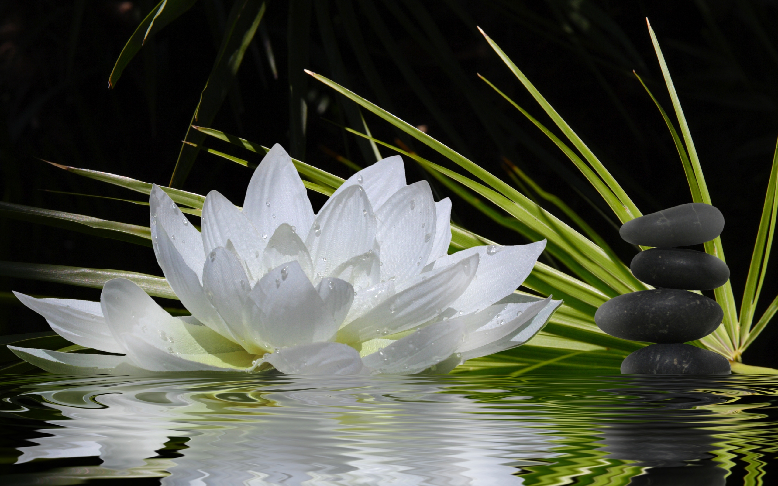 Zen Flower - HD Wallpaper 